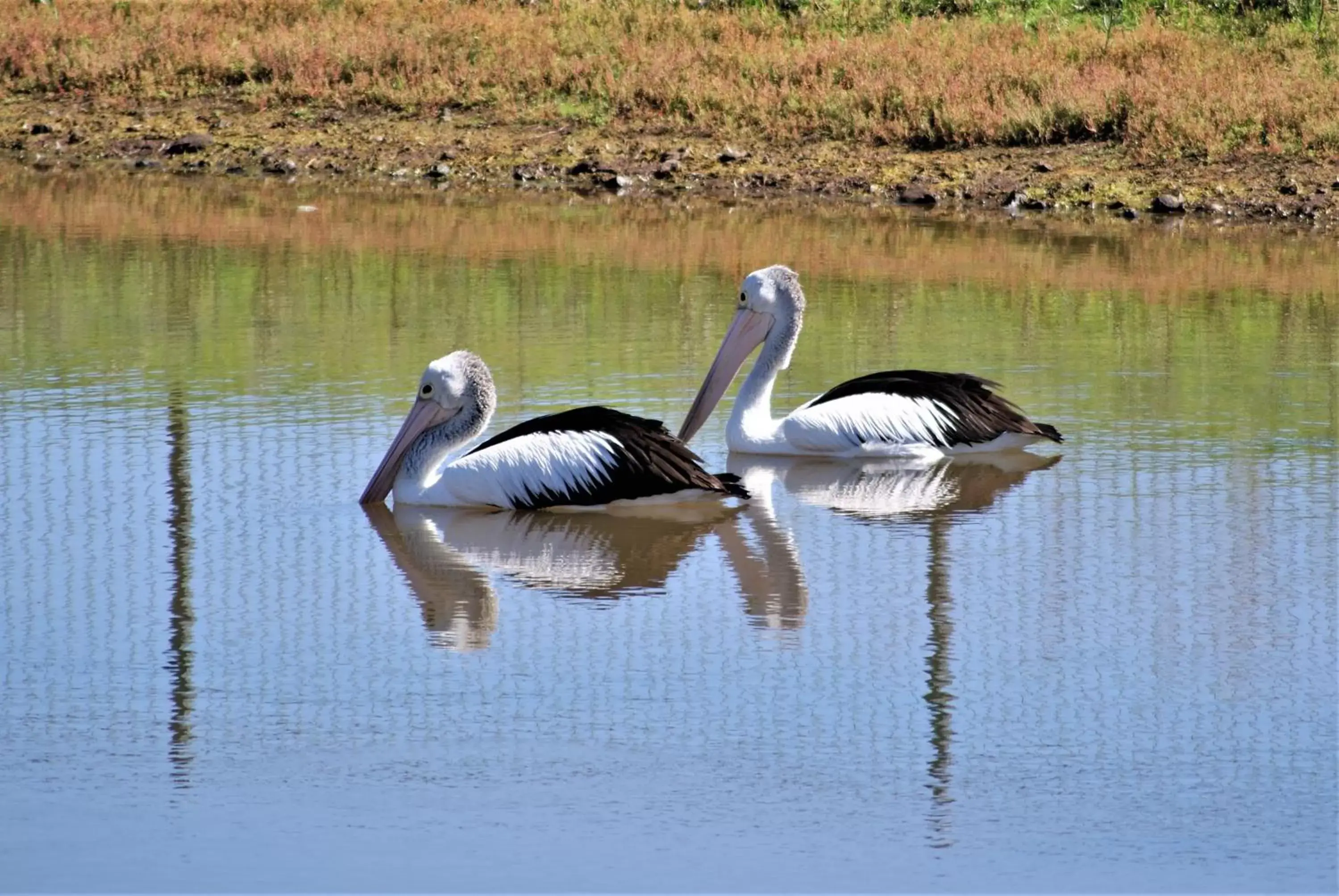 Bird's eye view, Other Animals in Pittsworth Motor Inn