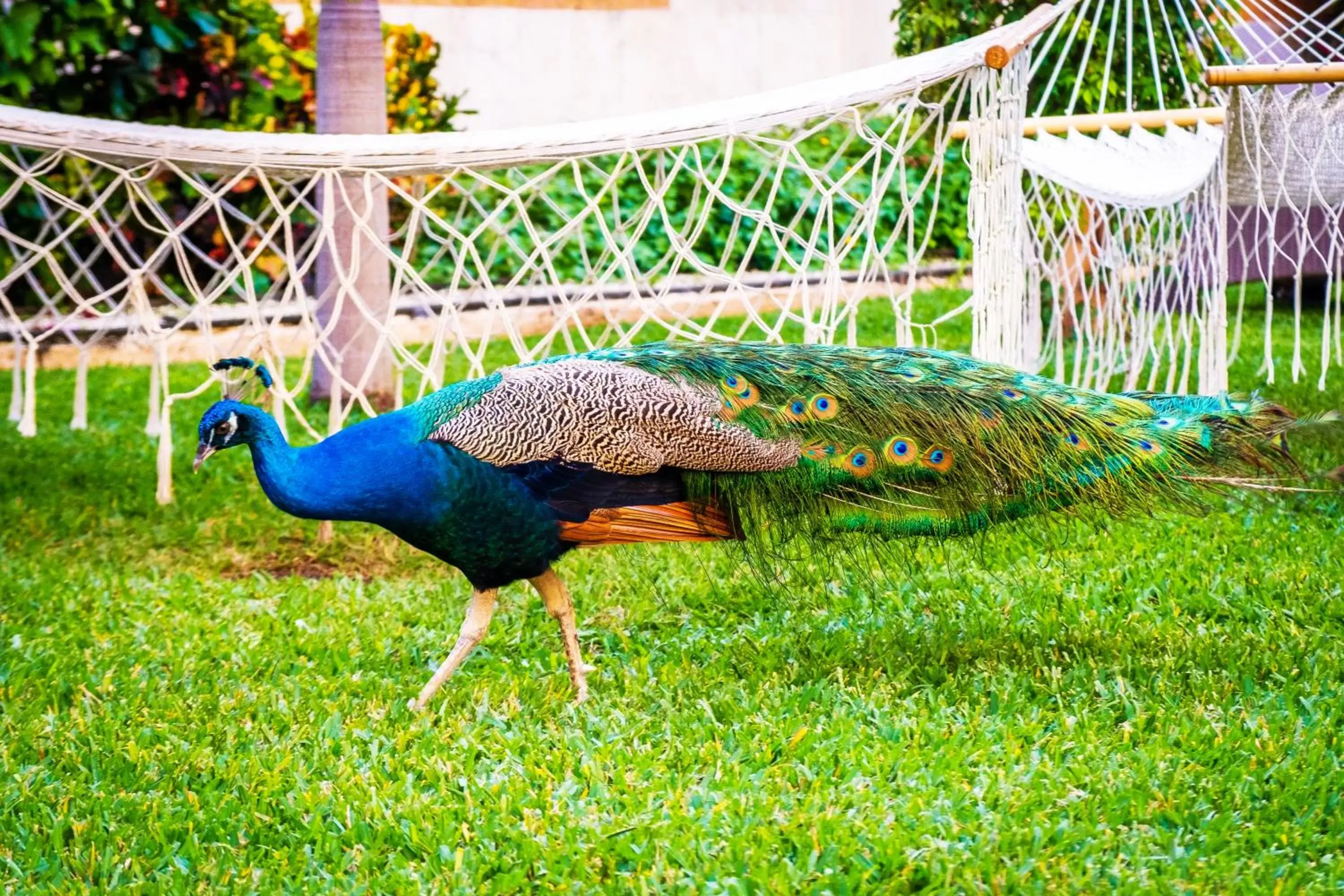 Garden, Other Animals in Hotel Palacio Maya