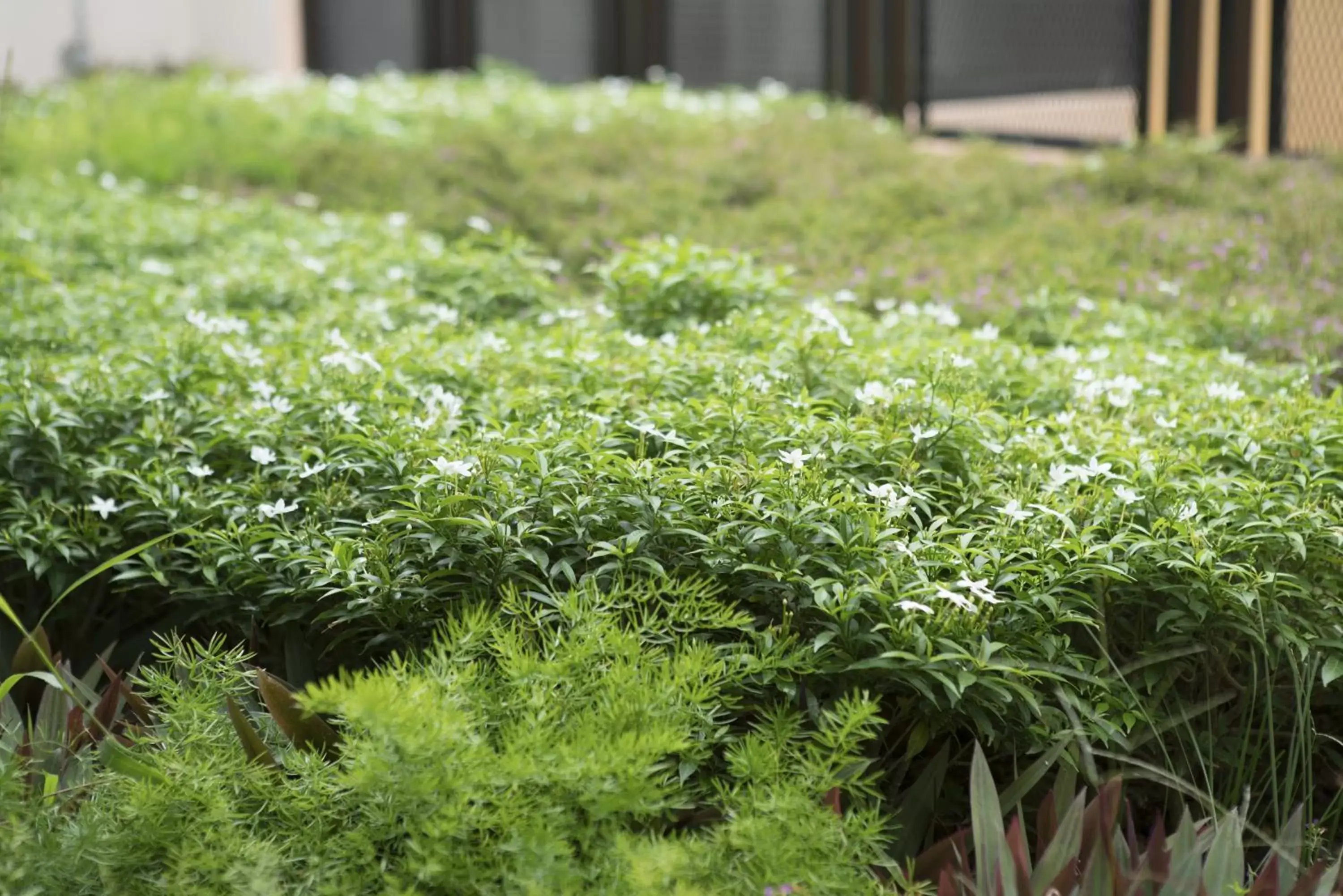 Area and facilities, Garden in Hotel Yan