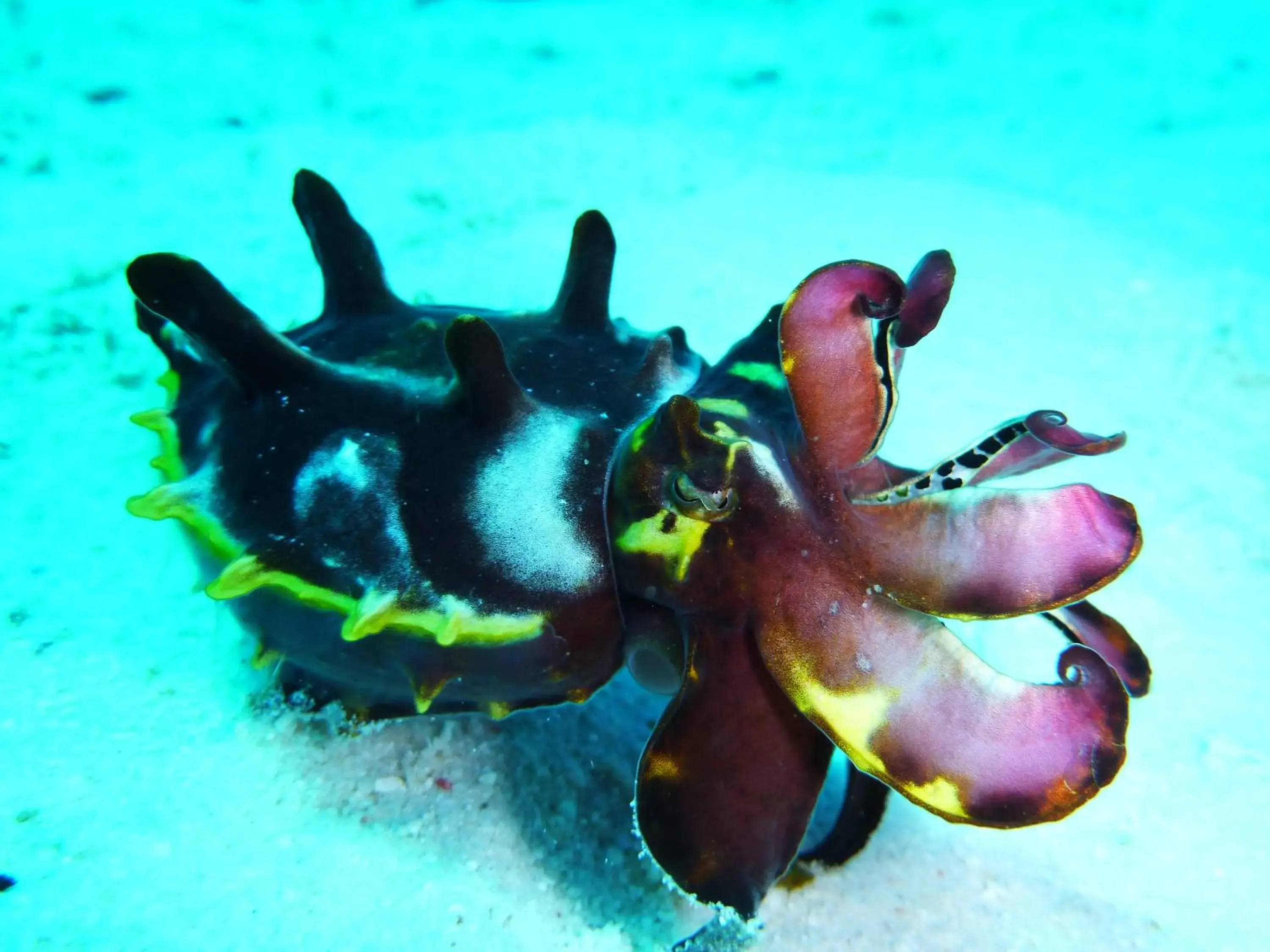 Diving, Other Animals in Malapascua Exotic Island Dive Resort