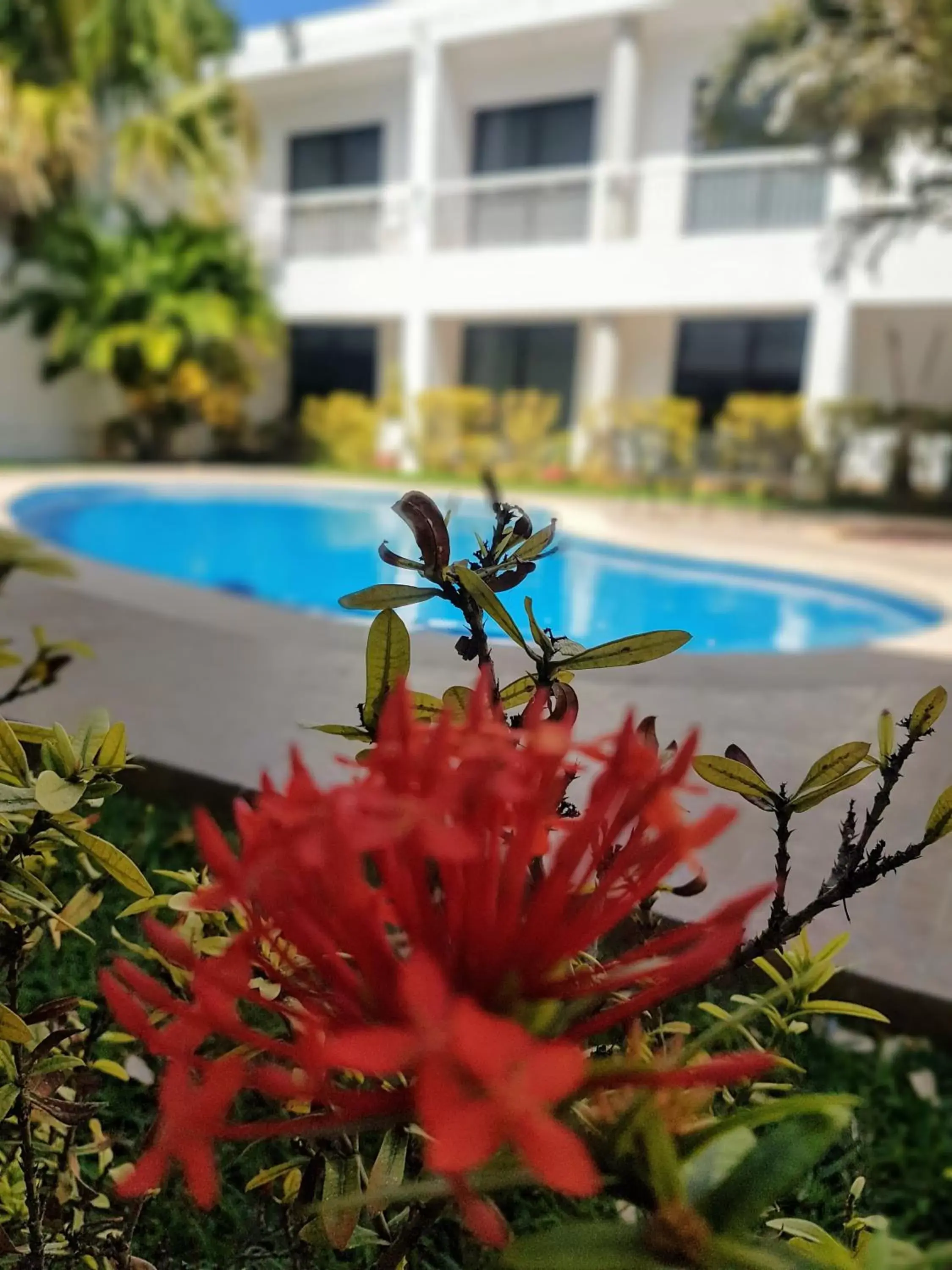 Breakfast, Swimming Pool in Hotel Holly