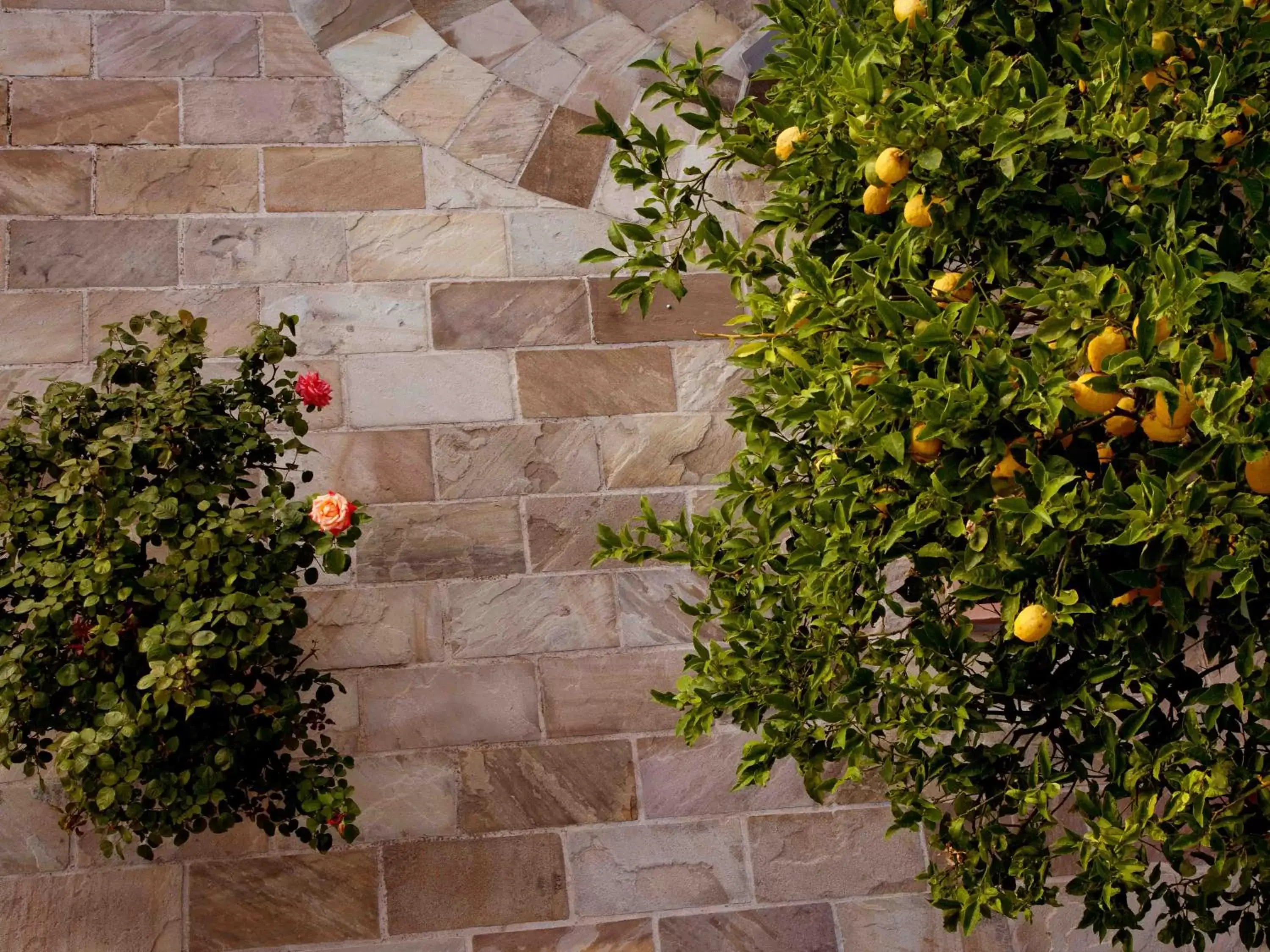 Garden in Antonio Massa Lubrense