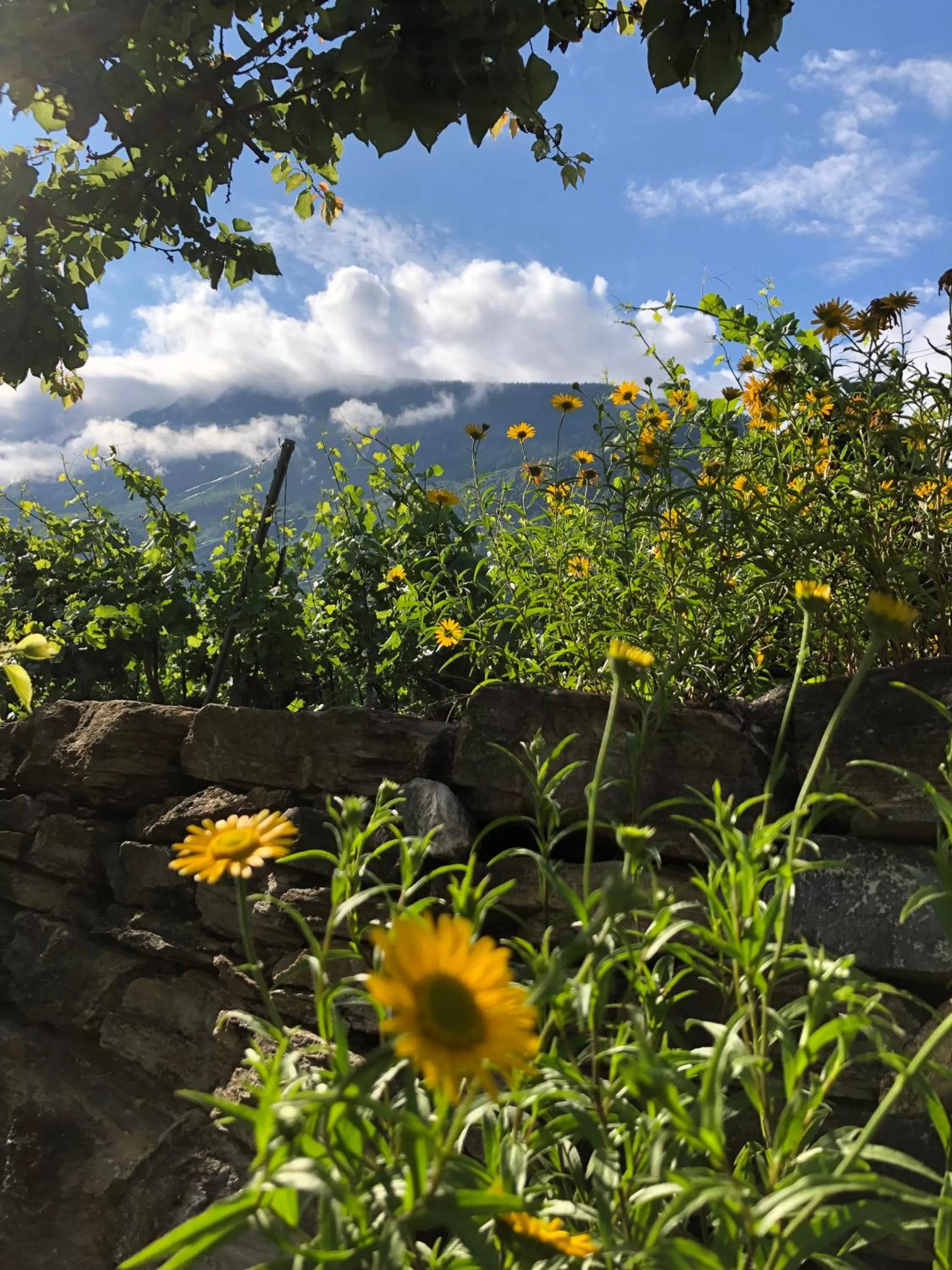 Garden in BnB Chantevent