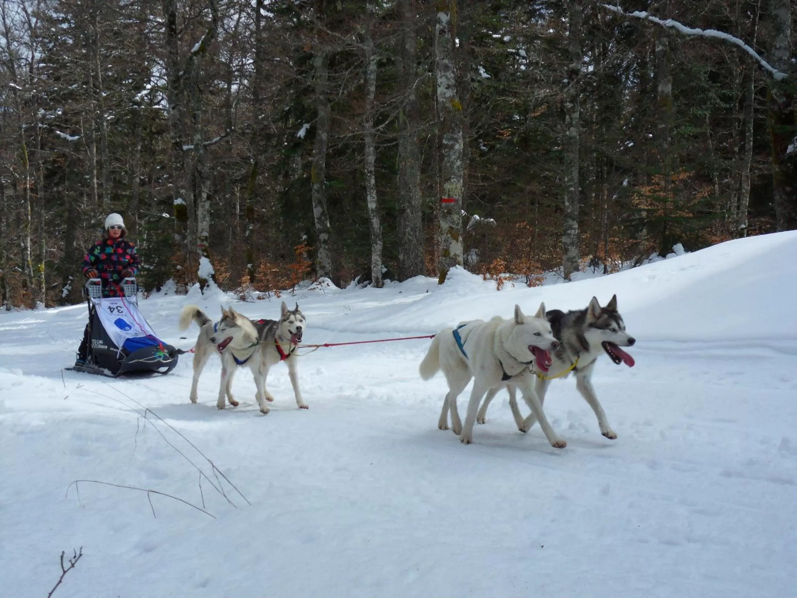 Other, Other Animals in L'Estapade des Tourelons