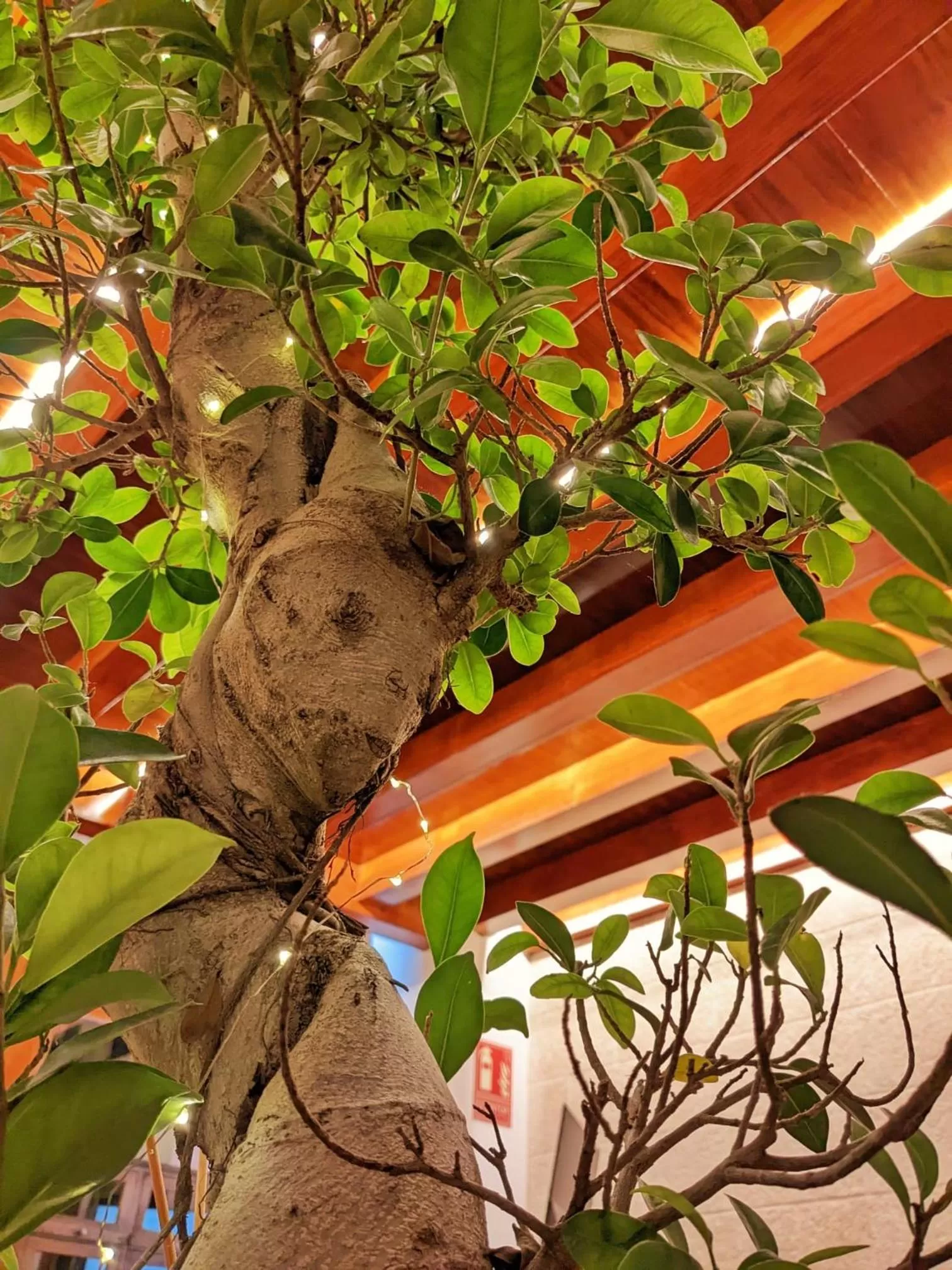 Lobby or reception in Catalina Suites