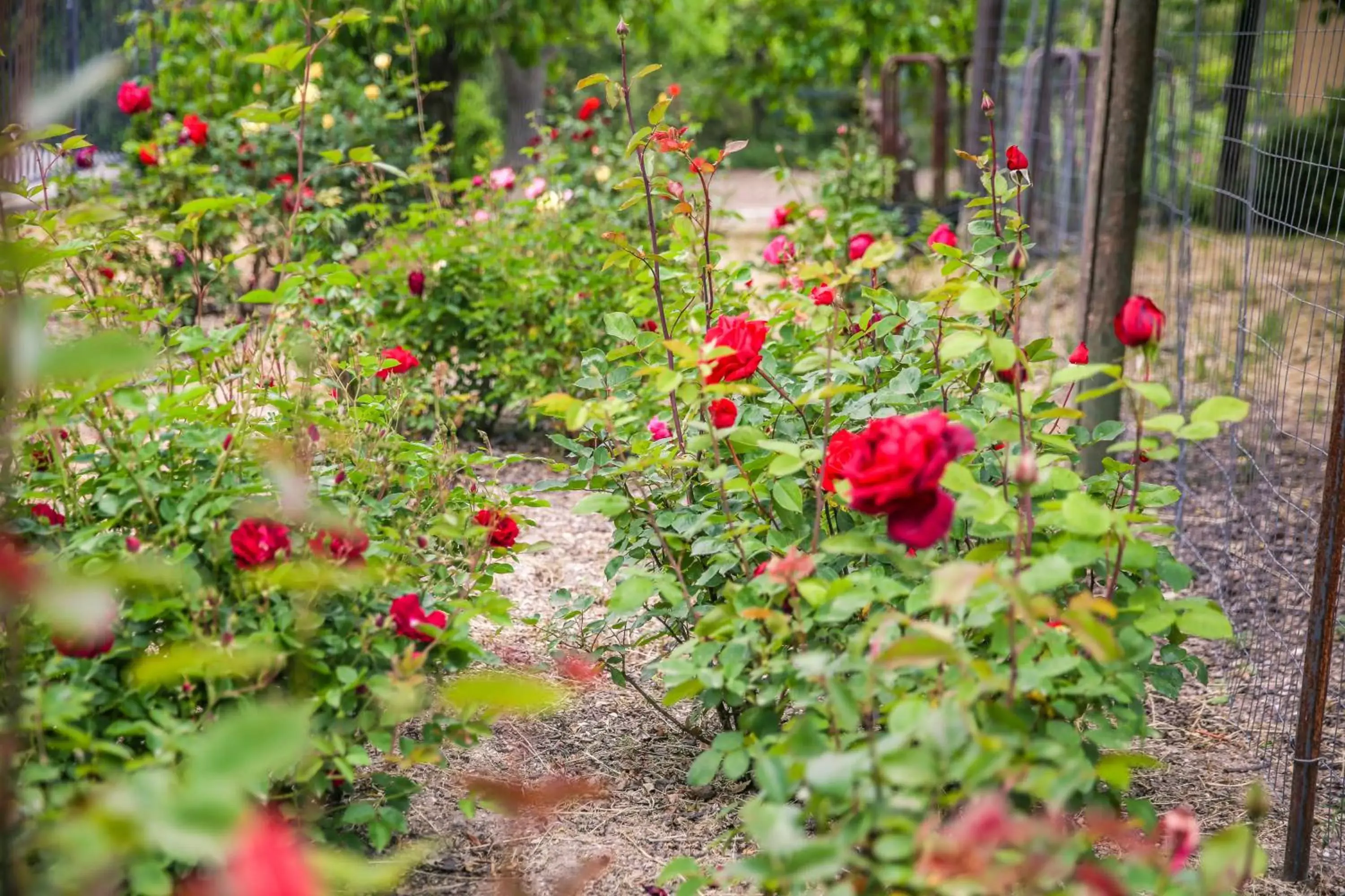 Garden in The Eden House Vineyard