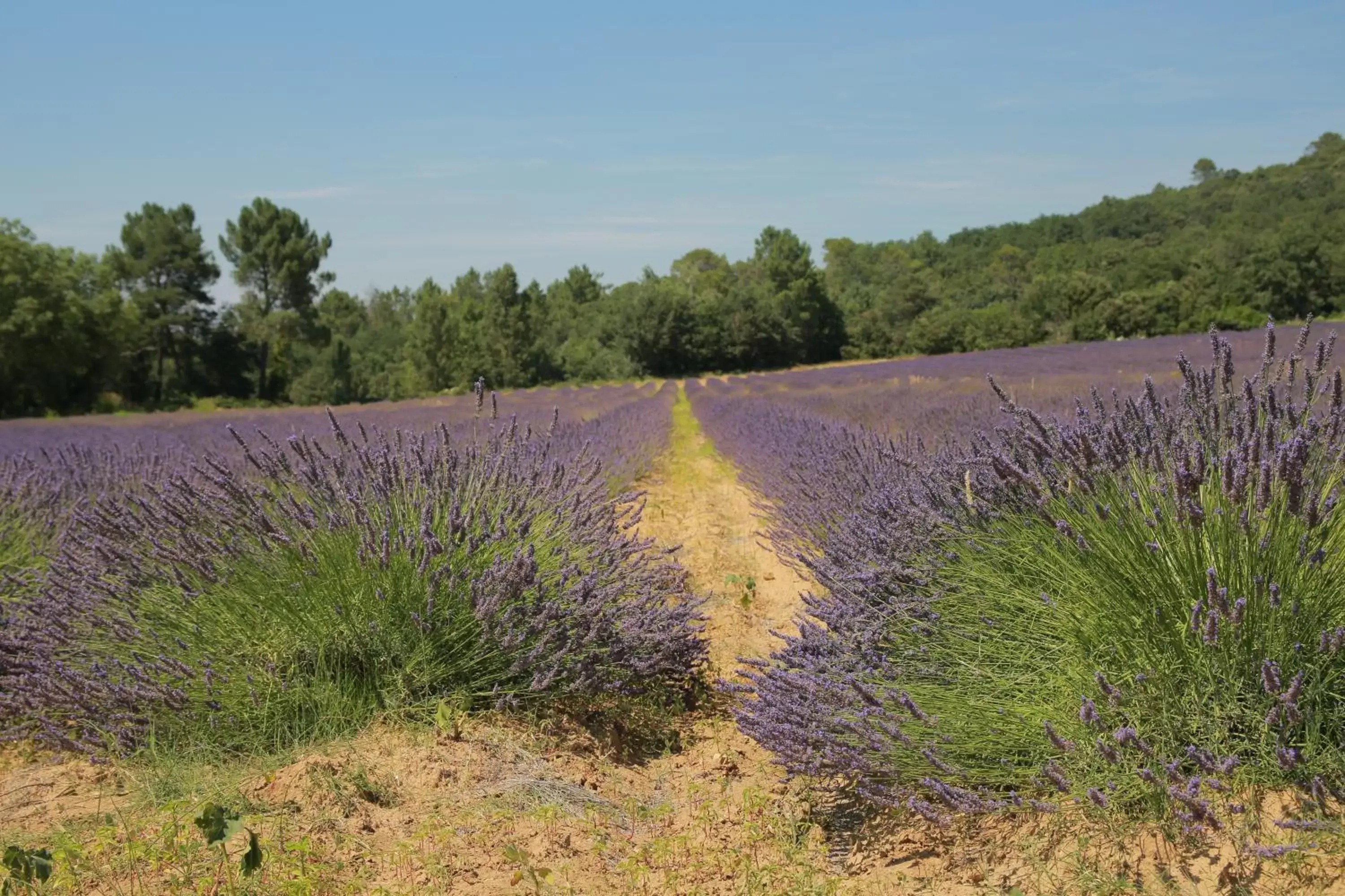 Activities in Les Yourtes de Provence