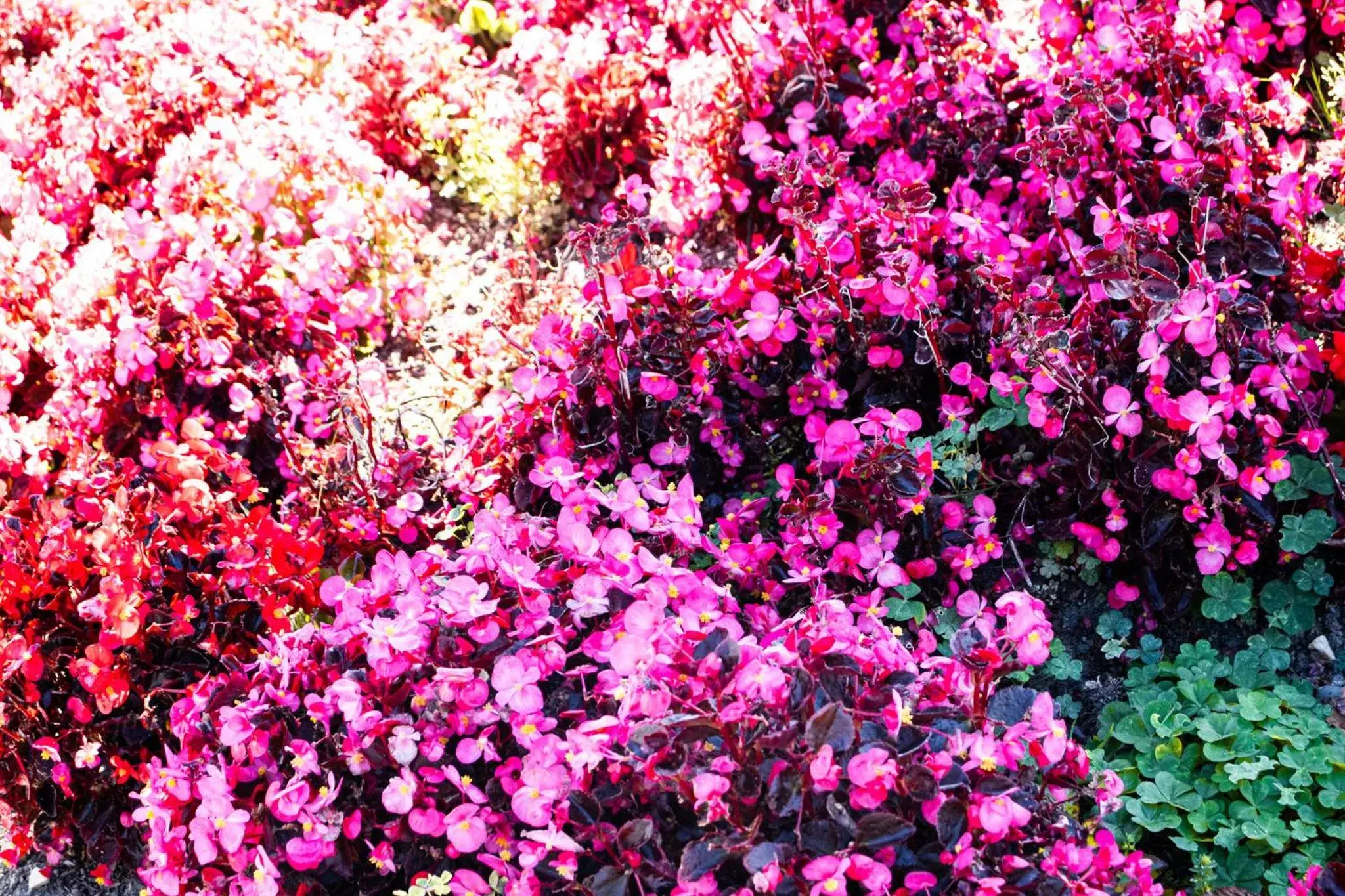 Garden in Discovery Inn