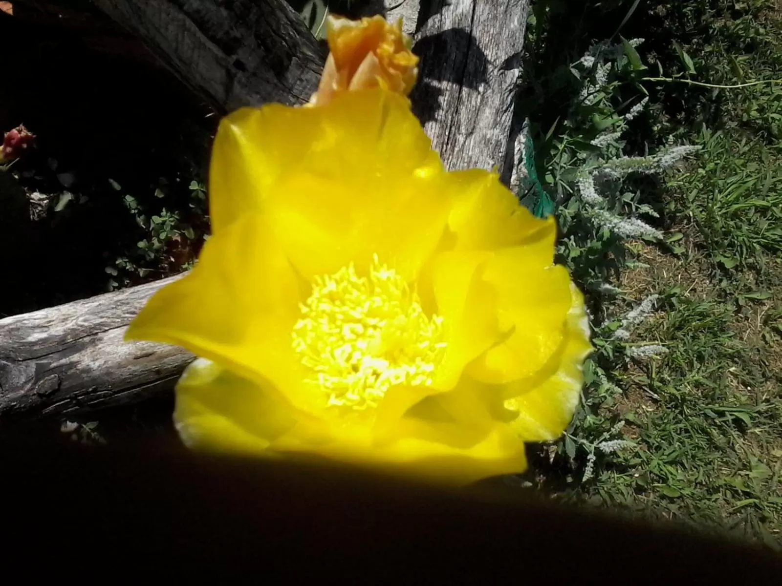 Garden view in Il giuggiolo