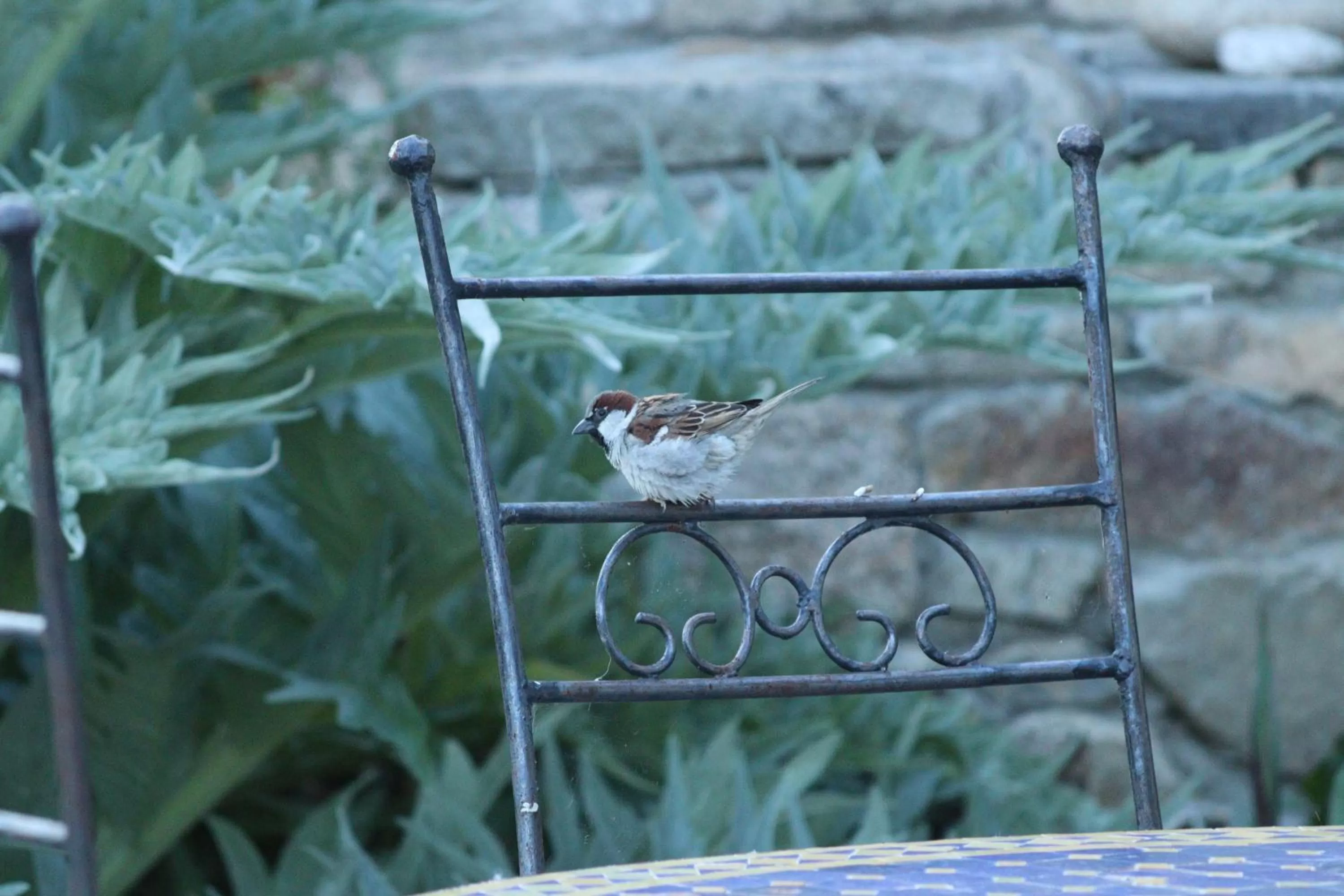 Garden in La Petite Bérais