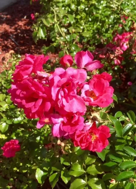 Garden in Fairway Motor Inn