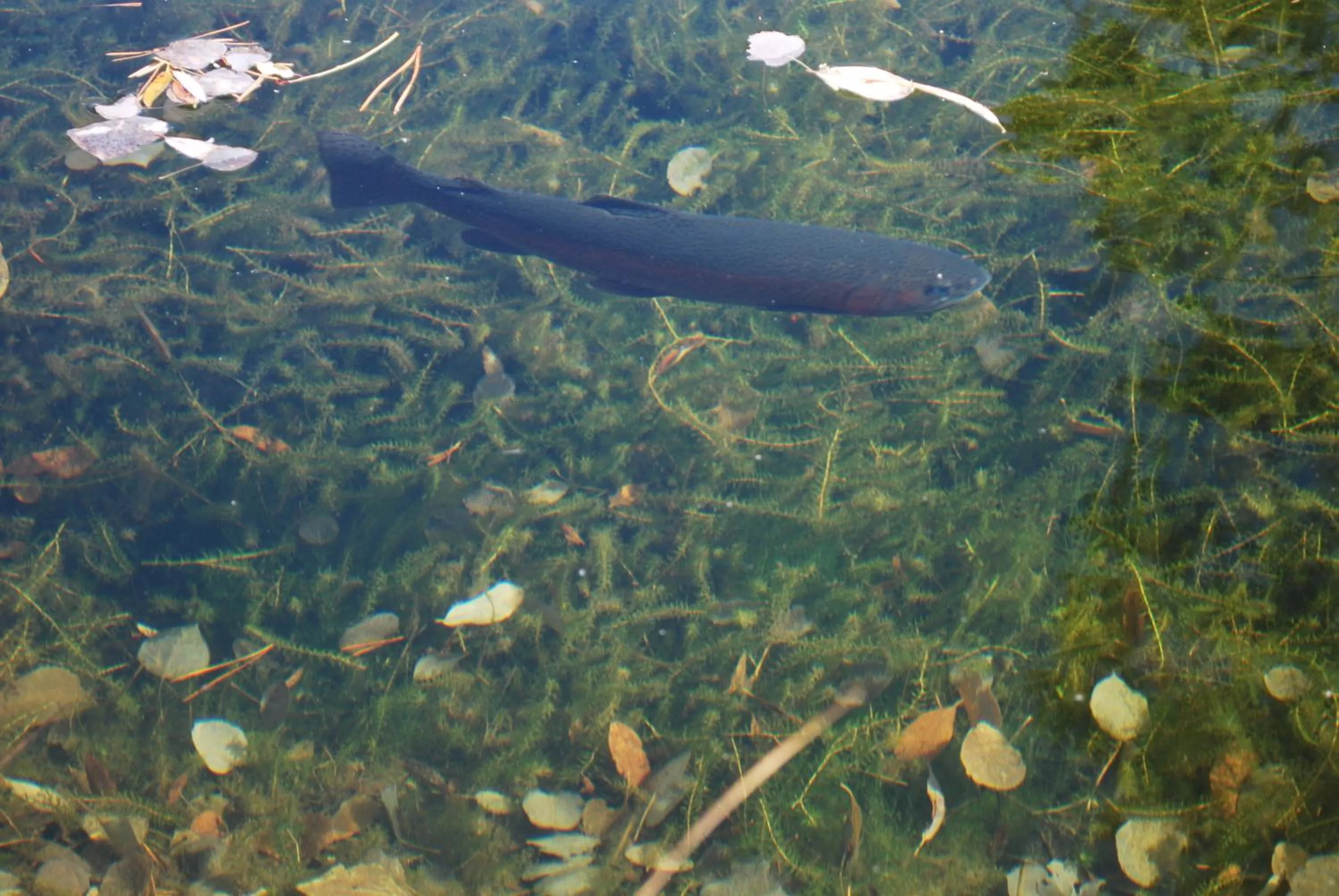 Fishing in Double Eagle Resort and Spa