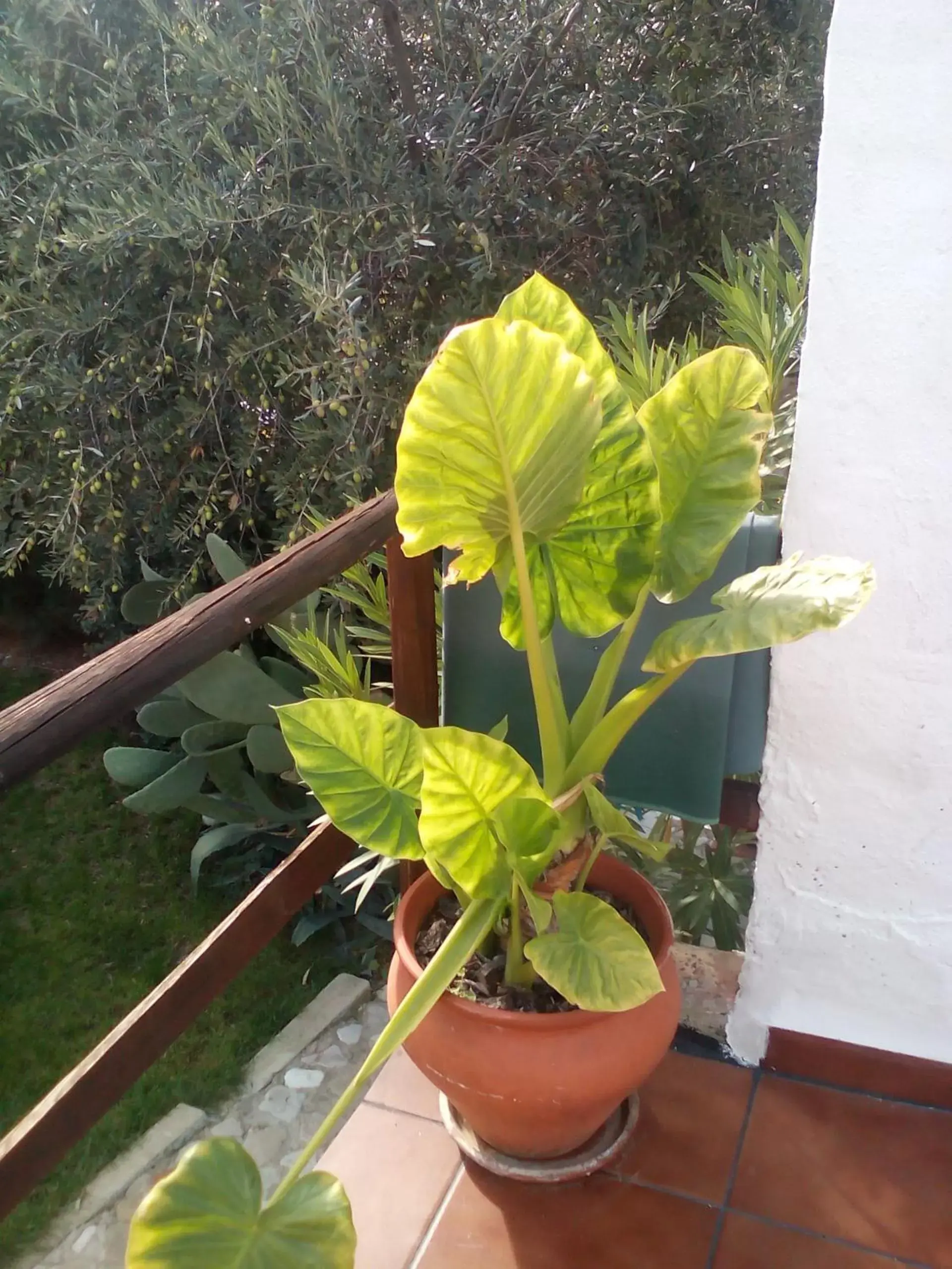 Garden in Casa La Rosa