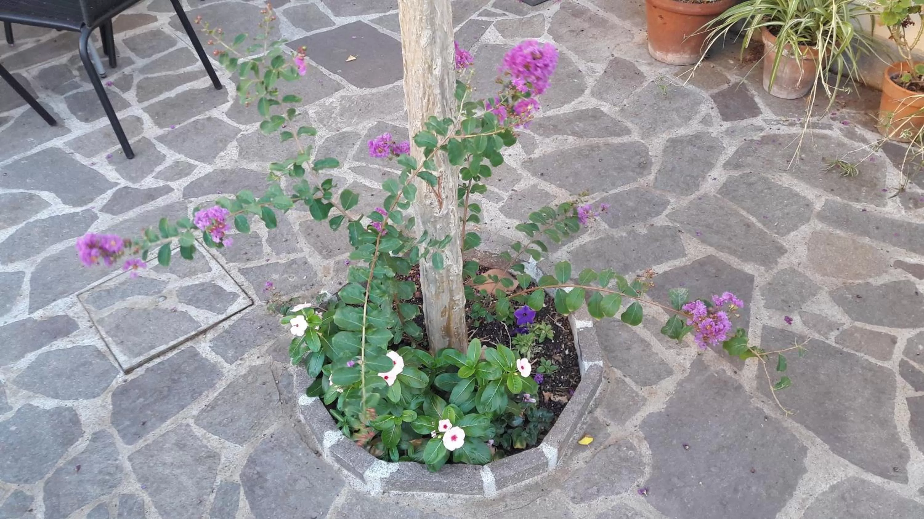 Property building in Florence Stadium B&B