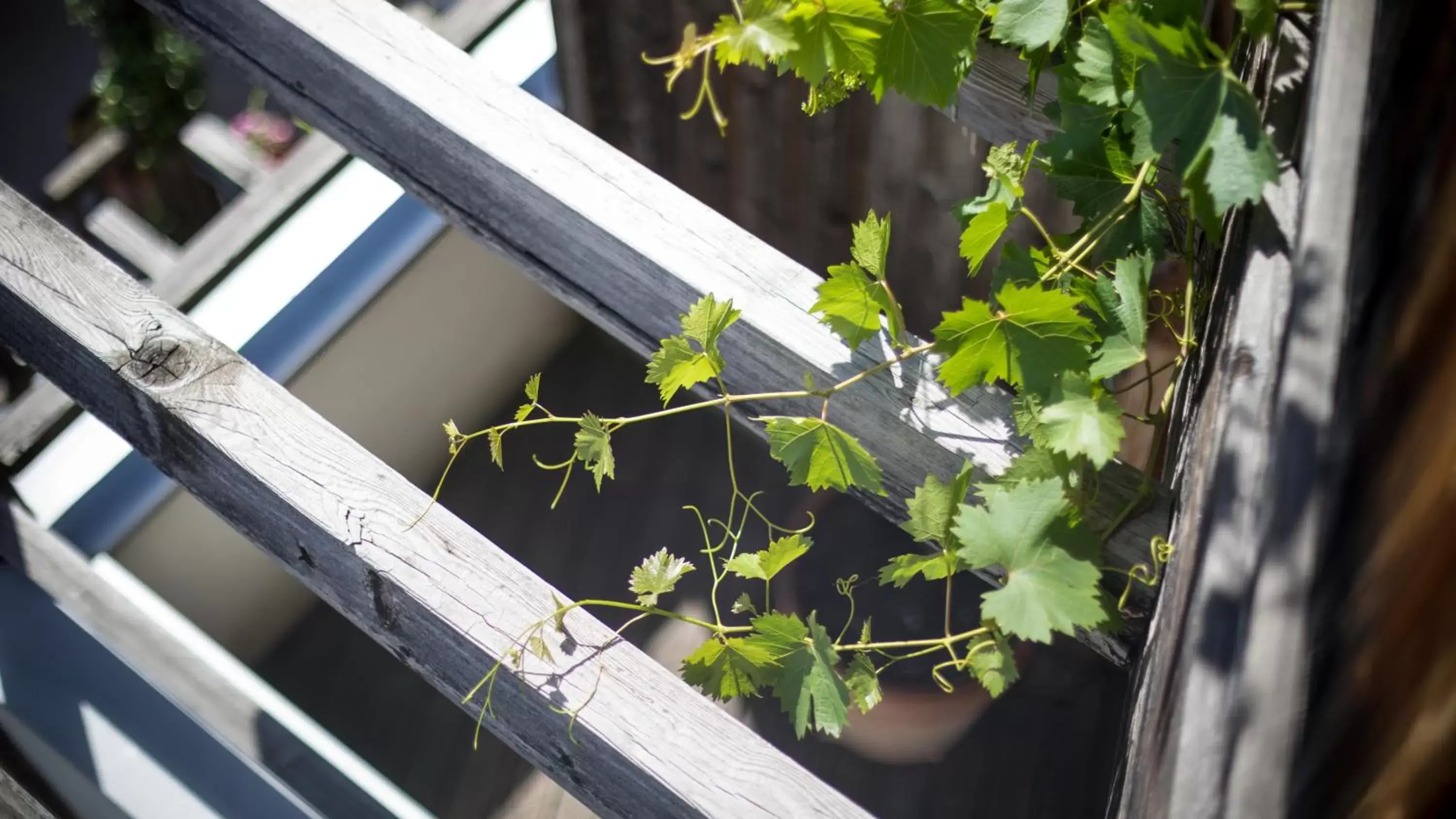 Garden view, Balcony/Terrace in Das Biorefugium Theiner’s Garten