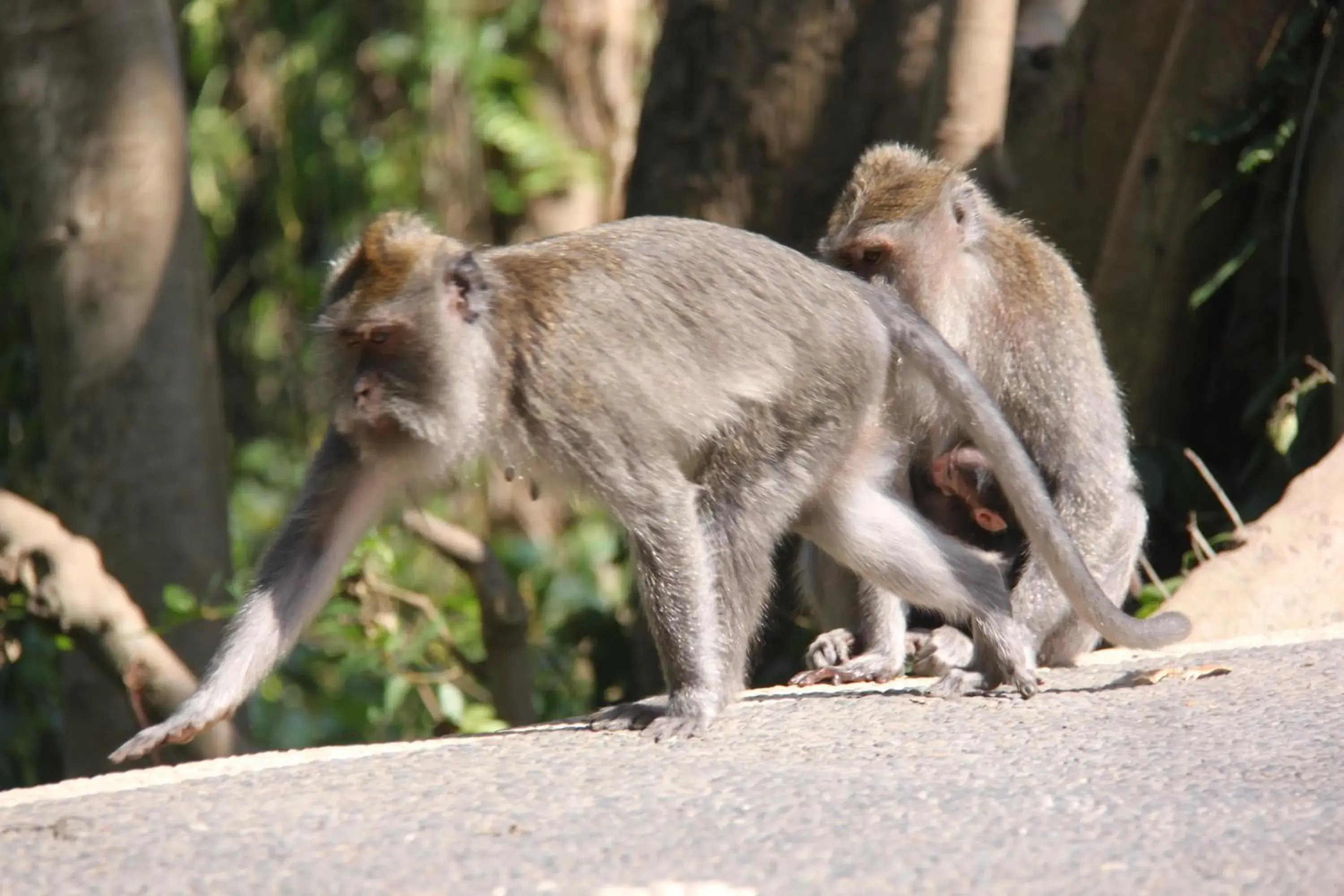 Animals, Other Animals in Umaya Villa Ubud