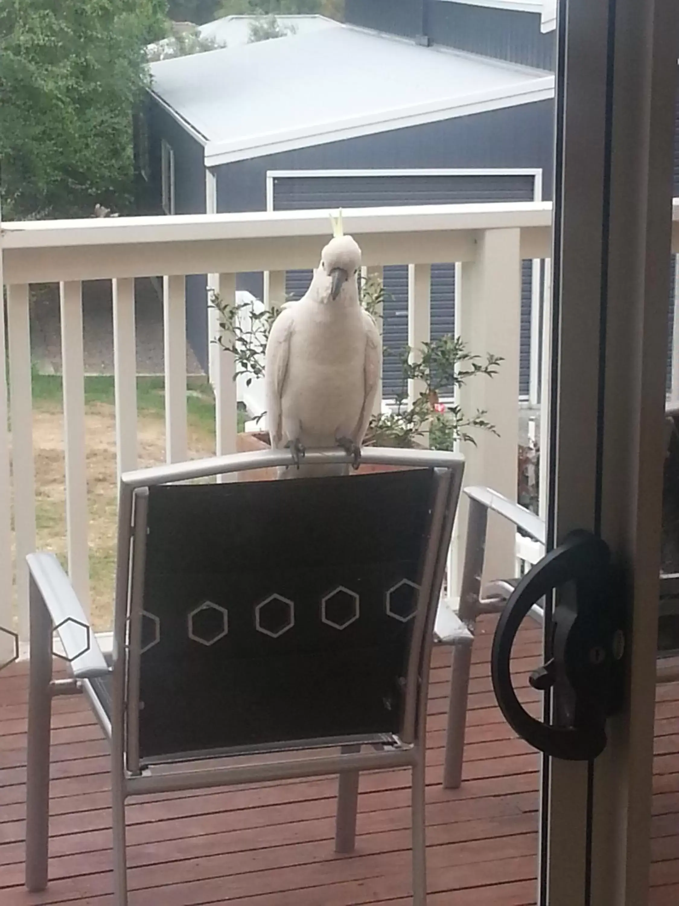 Balcony/Terrace, Other Animals in Bundanoon Lodge