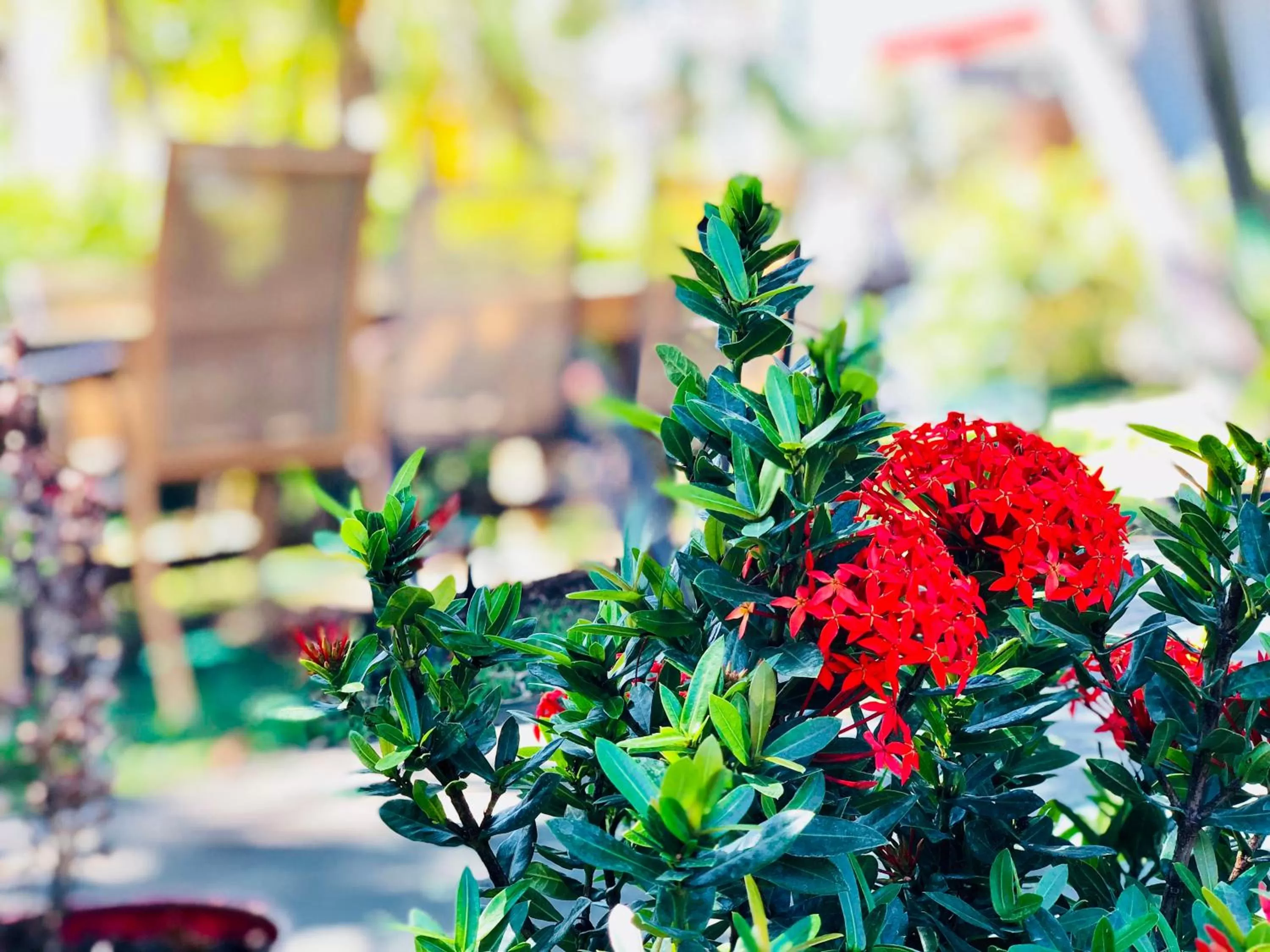 Garden in Hollywood Light Haven Lodge