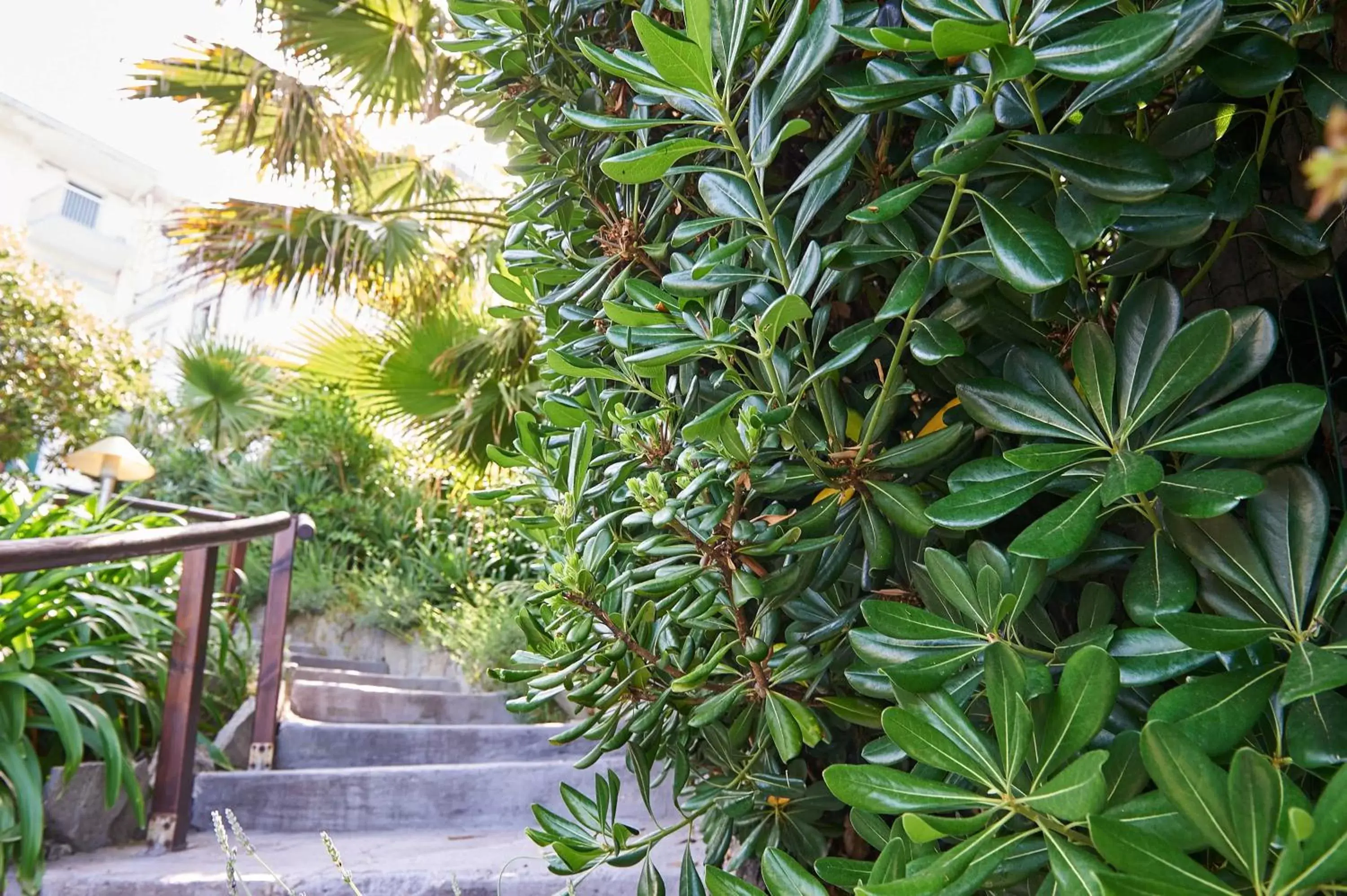 Garden in Hotel Corallo