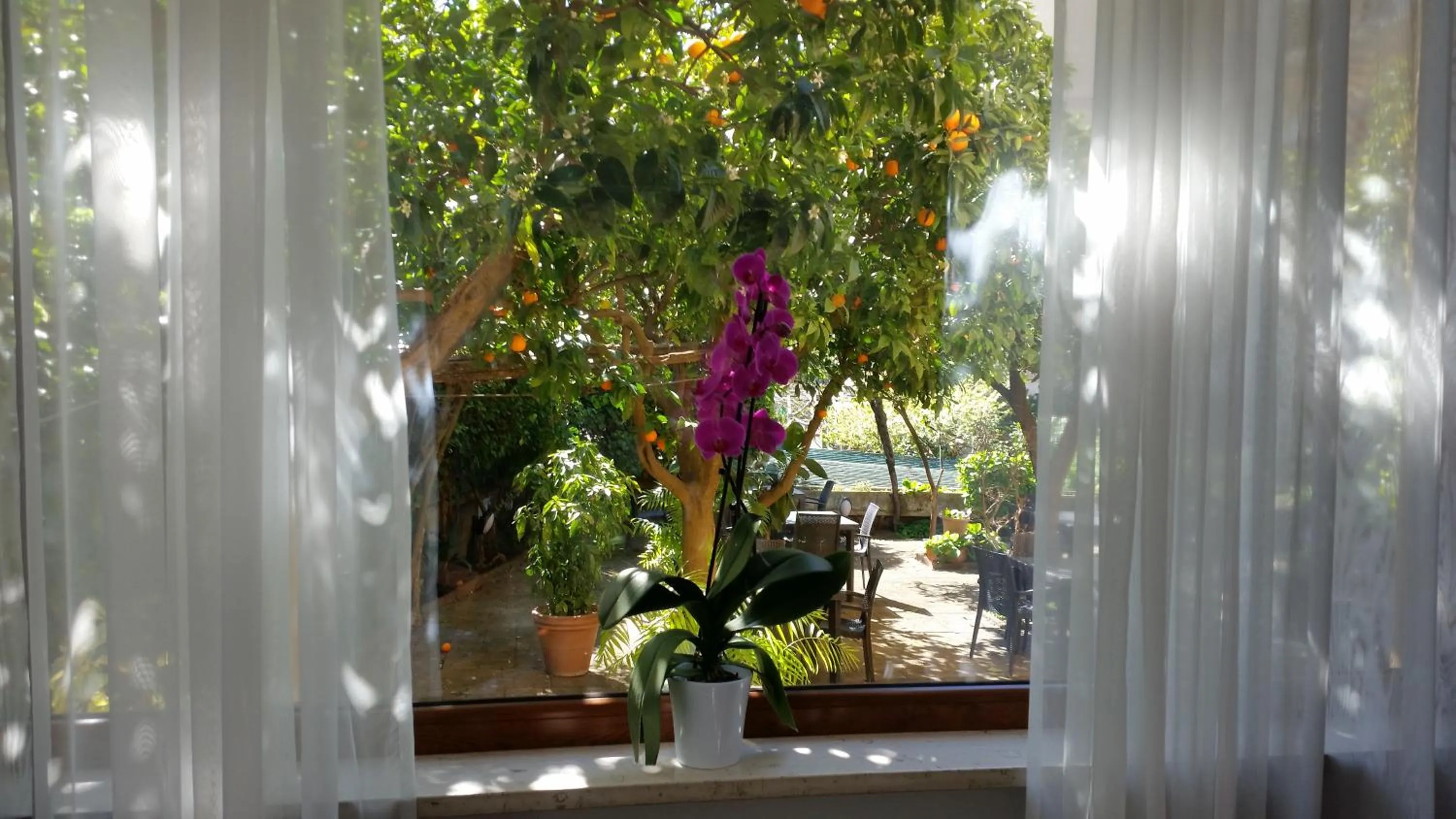 Garden in Hotel Leone