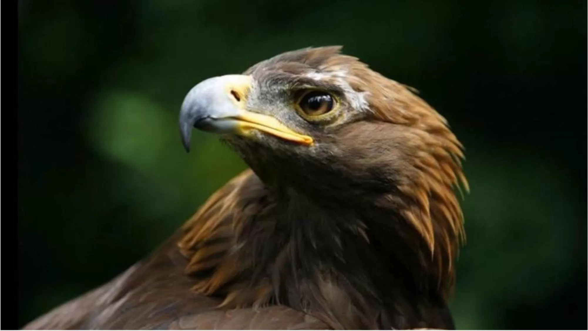 Animals in Mondeus Inn Luxury