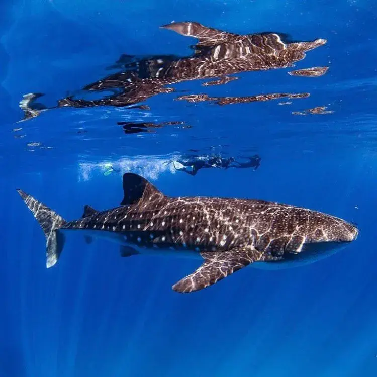 People, Other Animals in Ningaloo Lodge Exmouth