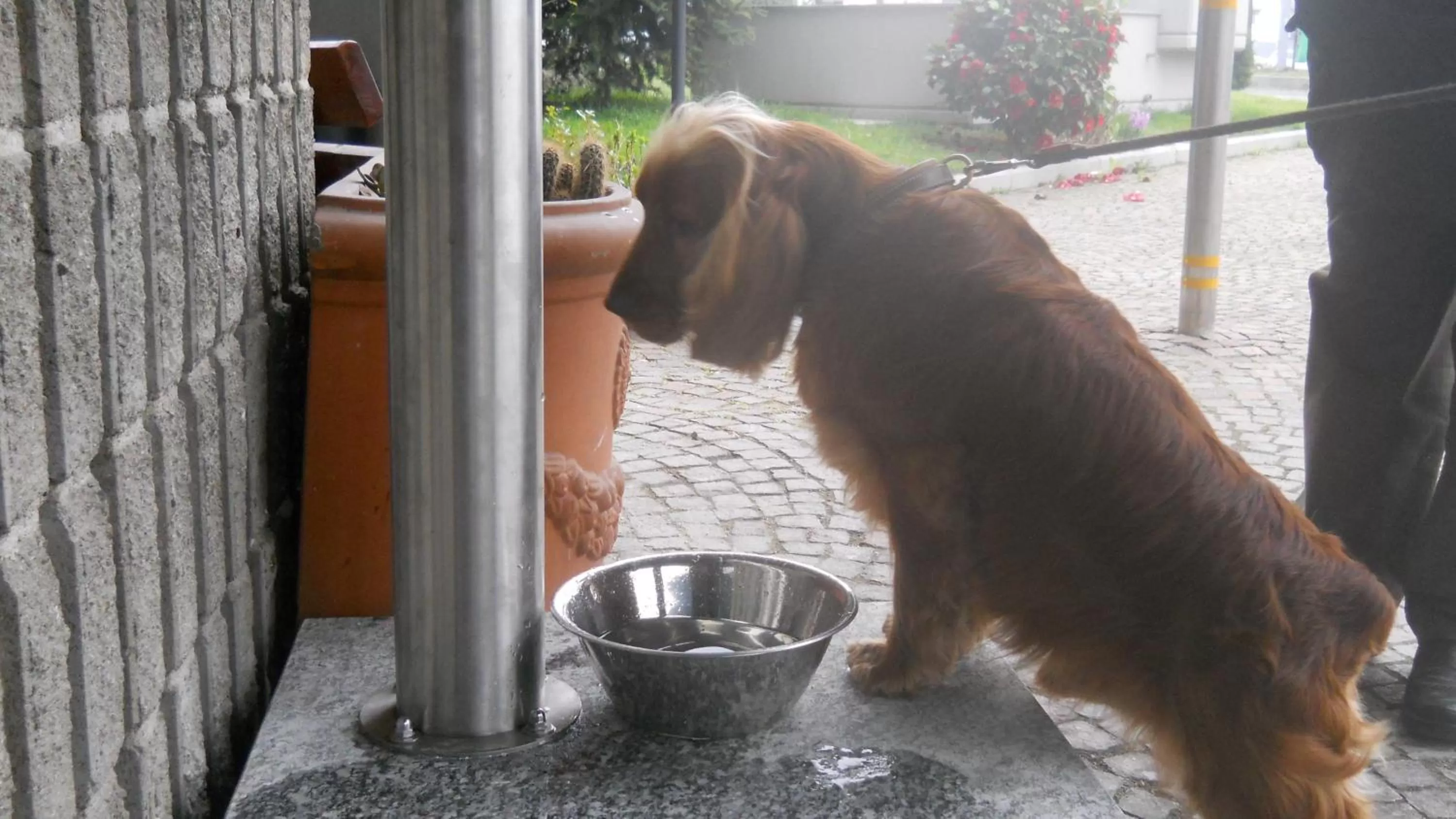 Animals in Gotha Hotel Turin Airport