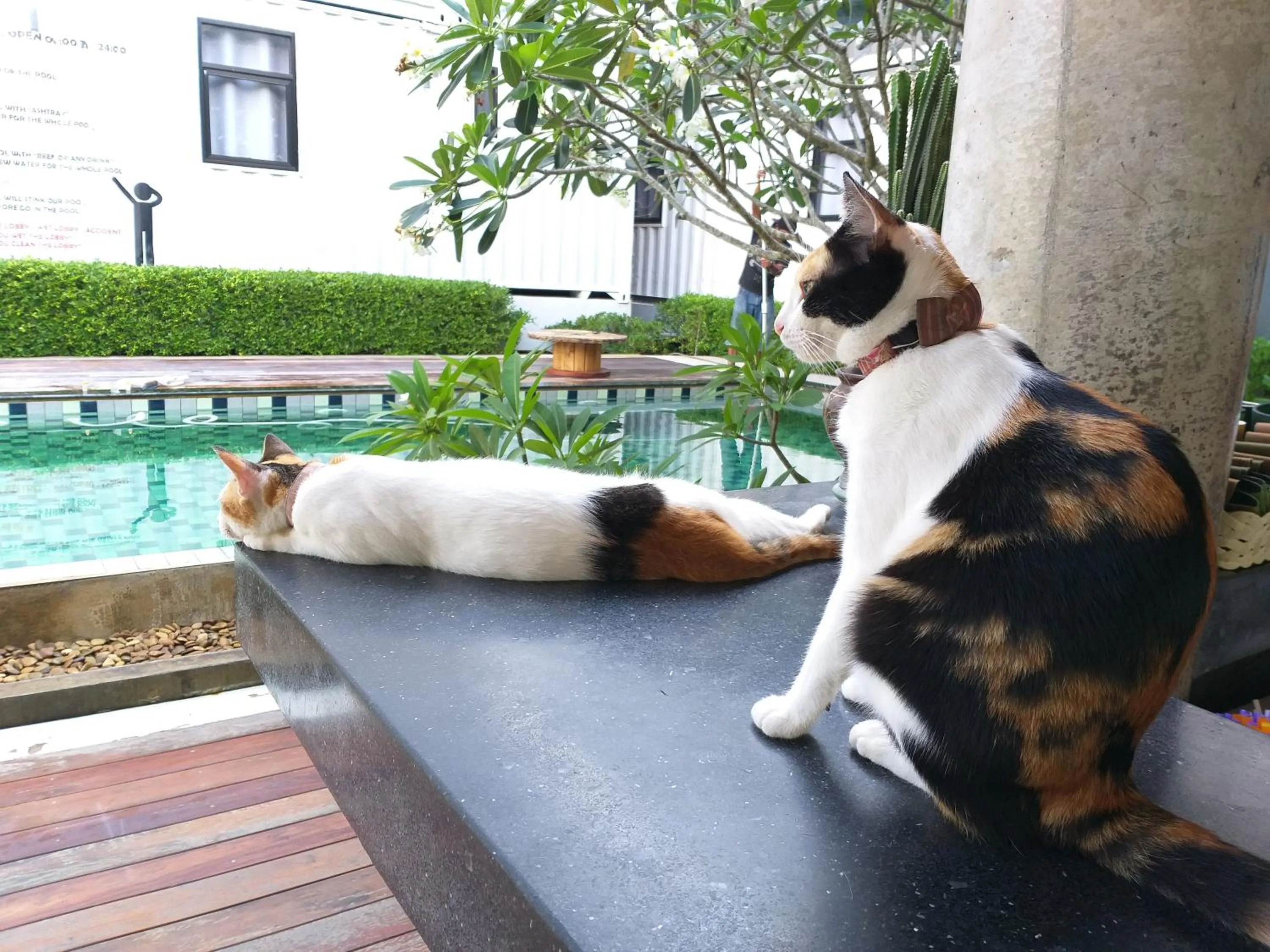 Pets in Us Hostel Samui