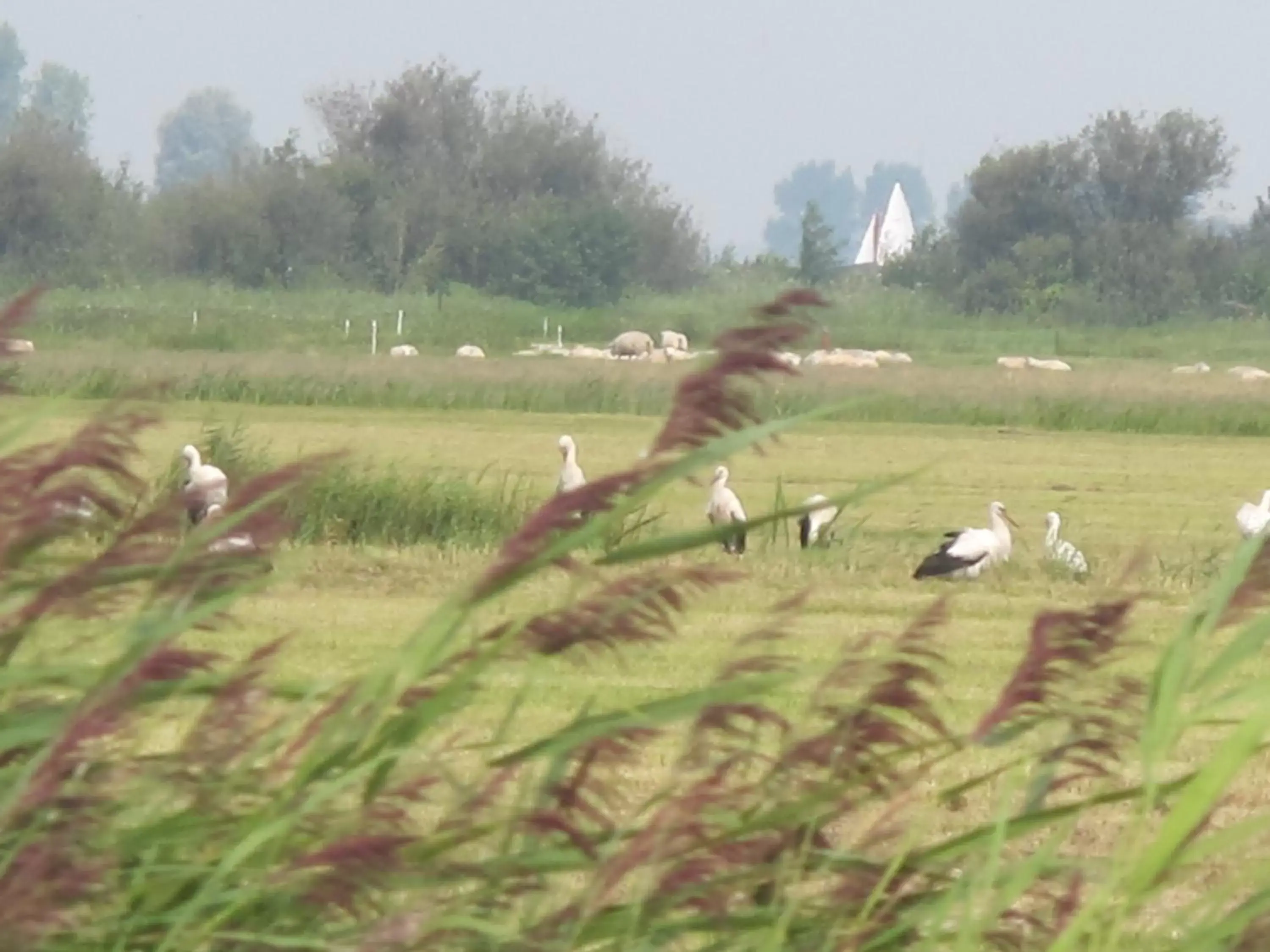 Area and facilities, Other Animals in De Thuiskamer in Grou als B&B of Vakantiehuis