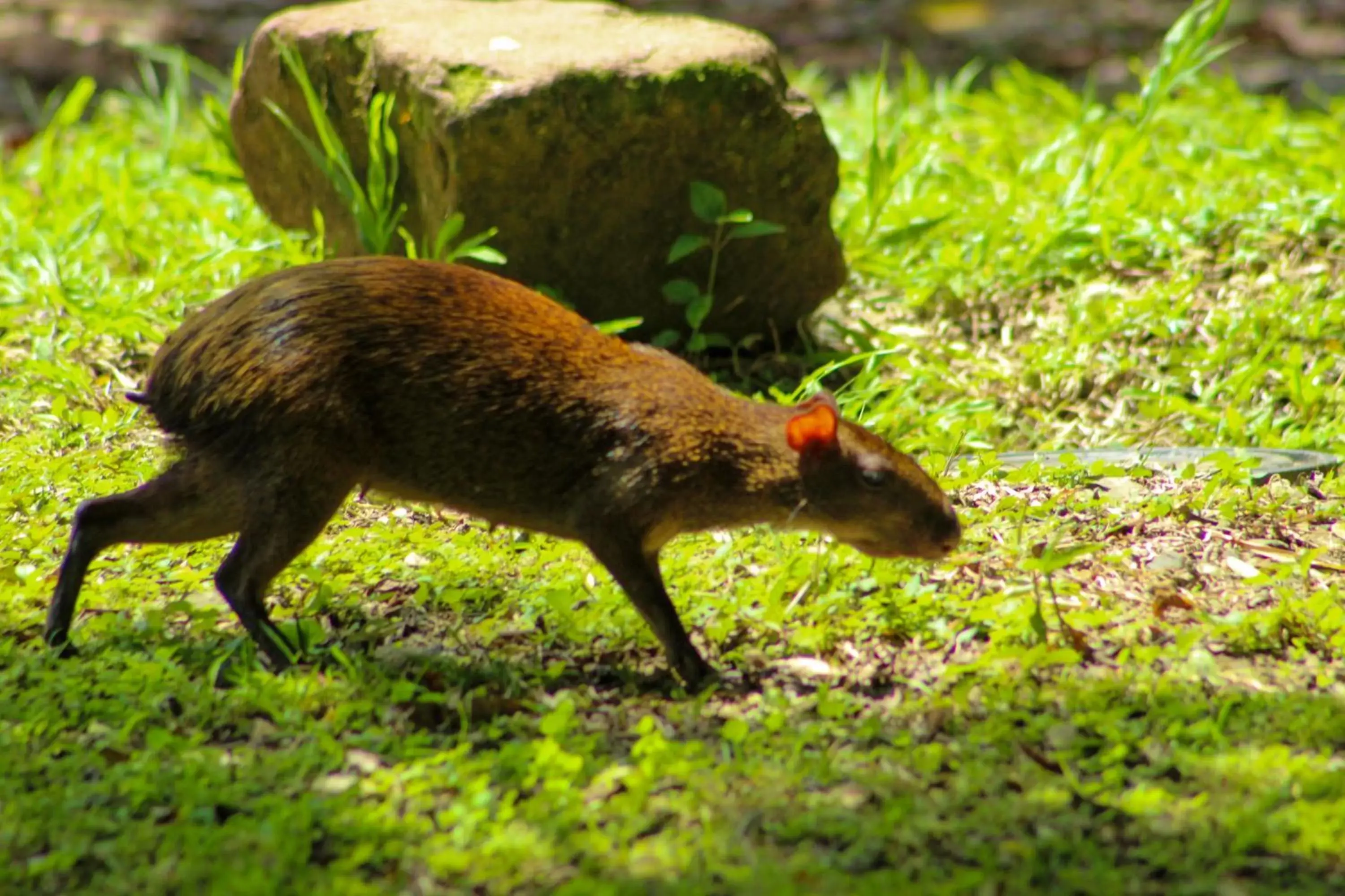 Hiking, Other Animals in Banana Bay Marina