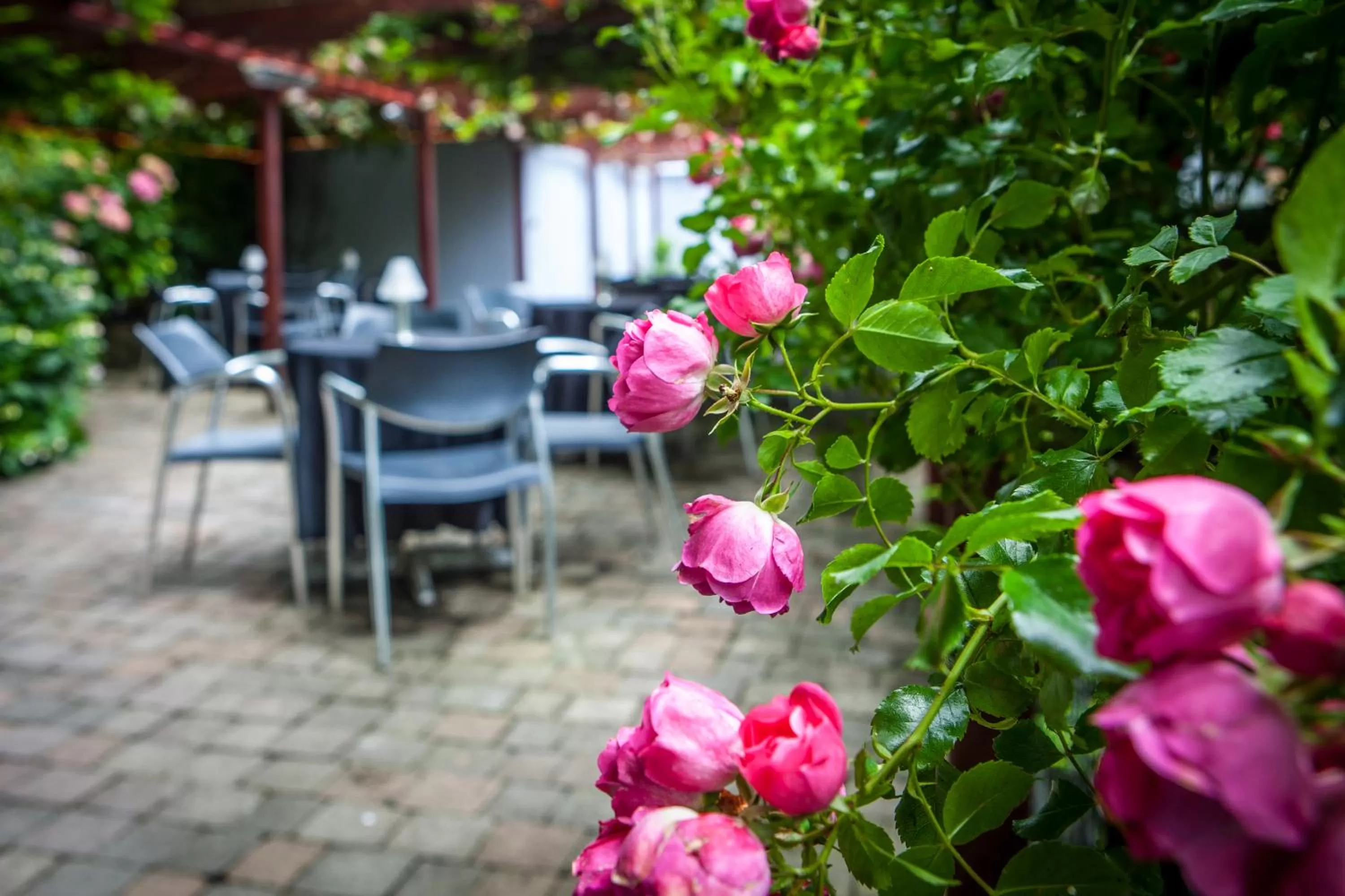 Garden in Ballyroe Heights Hotel