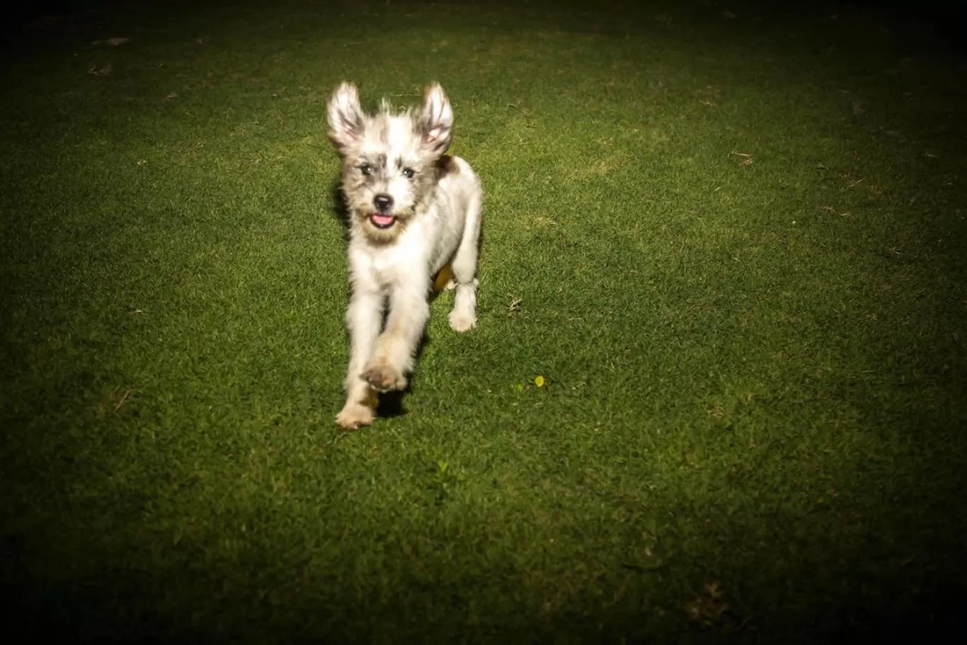 Garden, Pets in Sorrento Beach Club & Kite Village