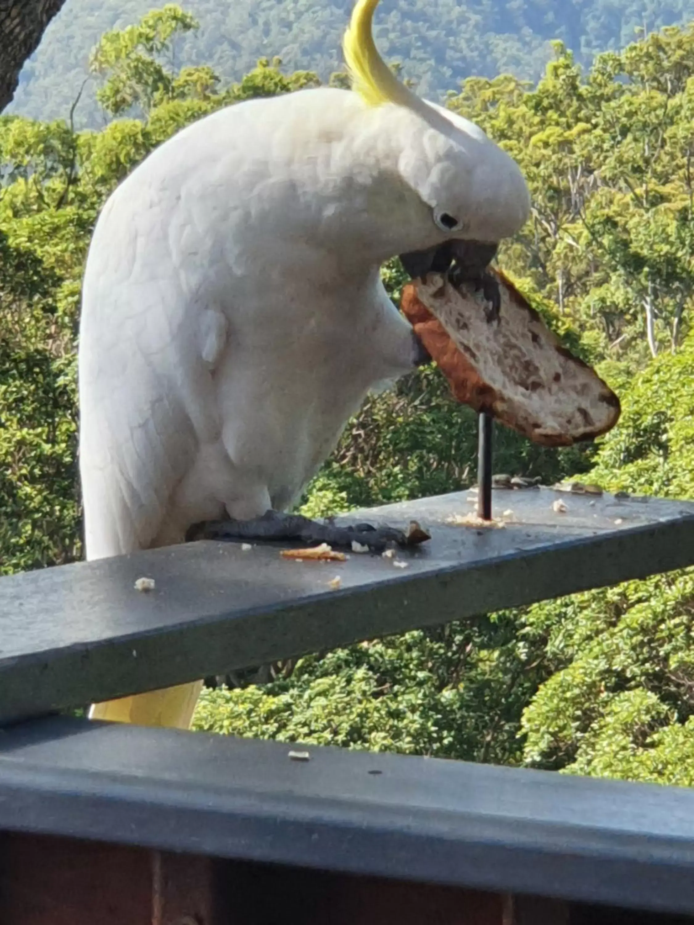 Other Animals in Tamborine Mountain Bed and Breakfast