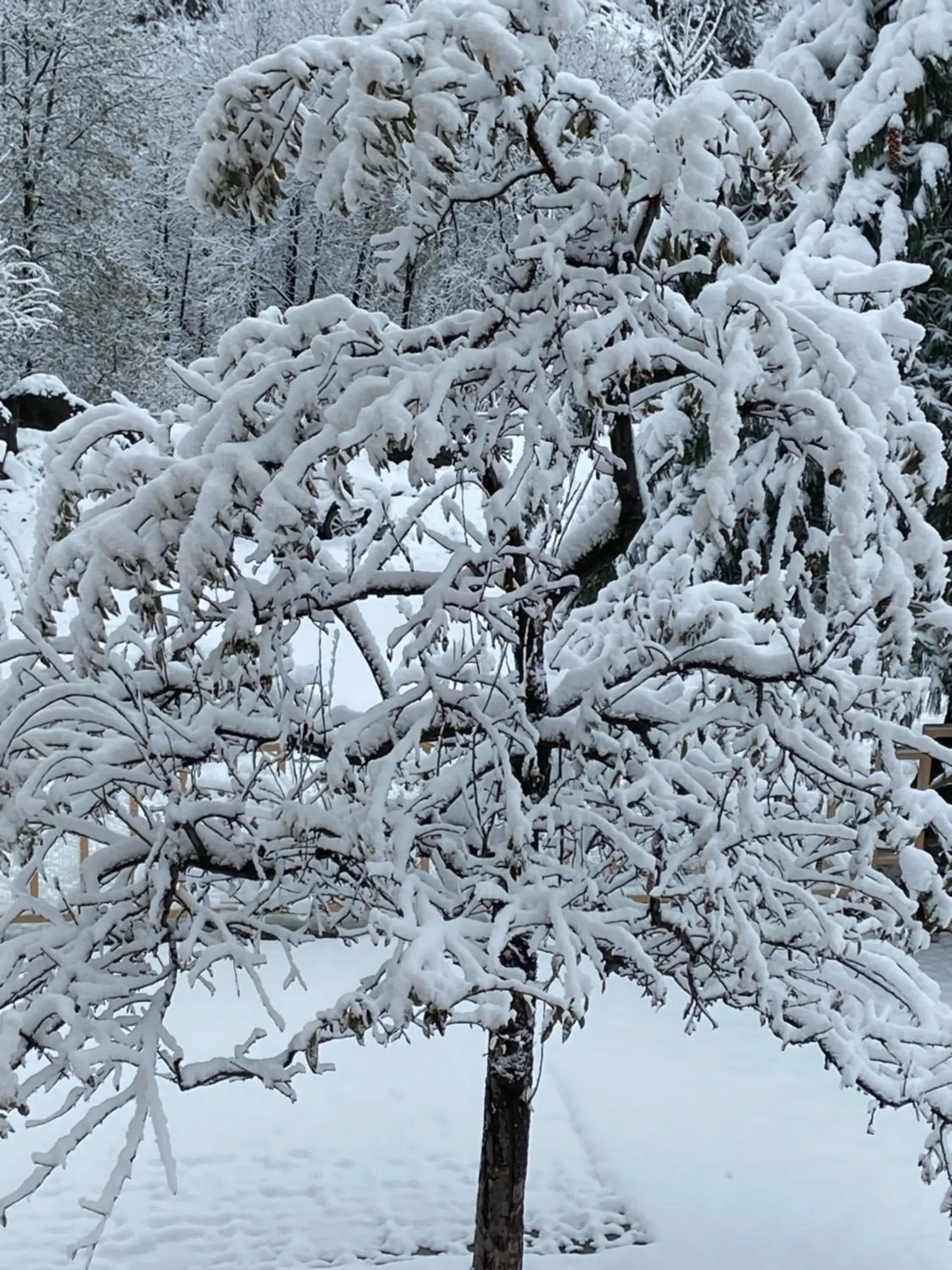 Winter in Solang Valley Resort