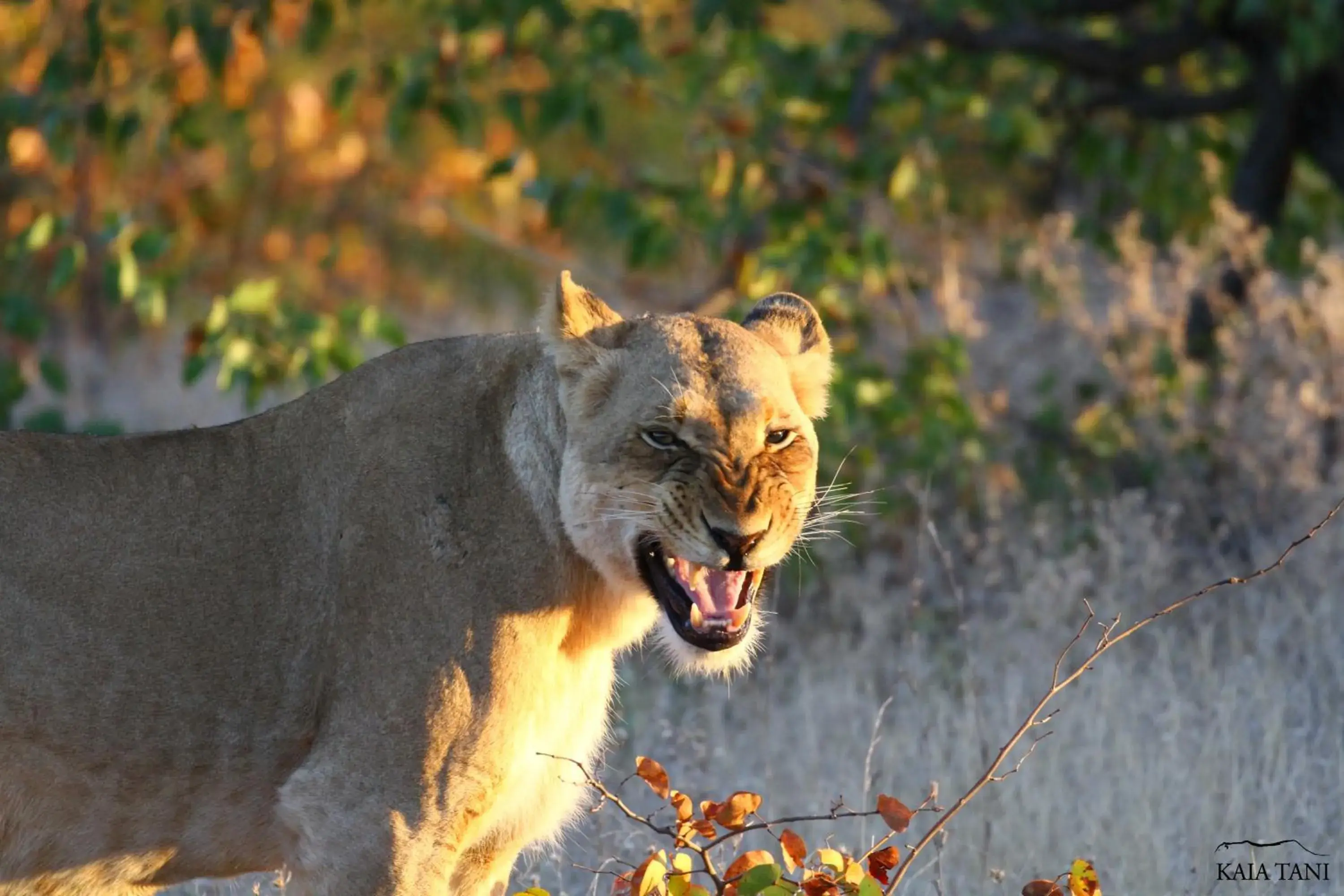 Animals, Other Animals in Kaia Tani