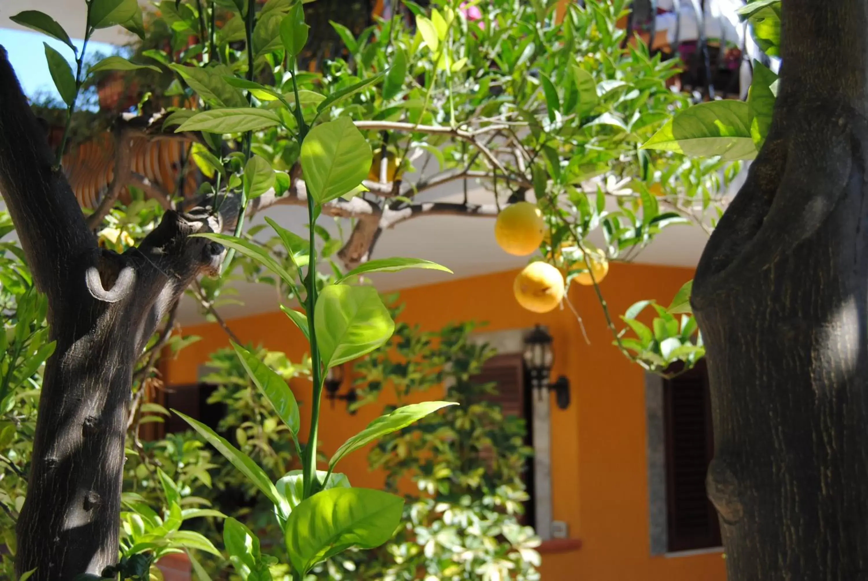 Standard One-Bedroom Apartment (2 Adults) in Residence Villa Il Glicine Standard One-Bedroom Apartment (2 Adults) in Residence Villa Il Glicine