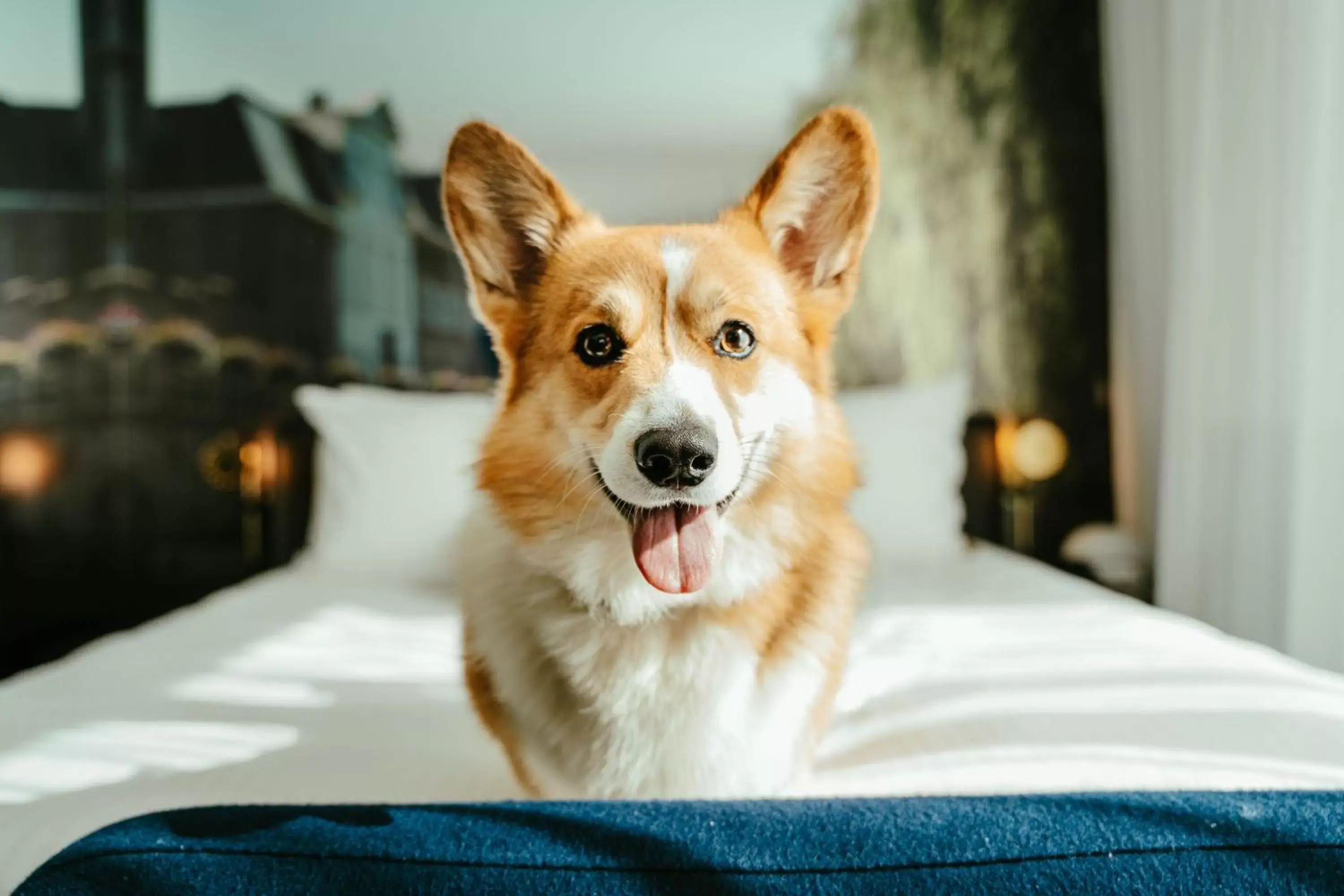 Other, Pets in Residence Inn Ghent by Marriott