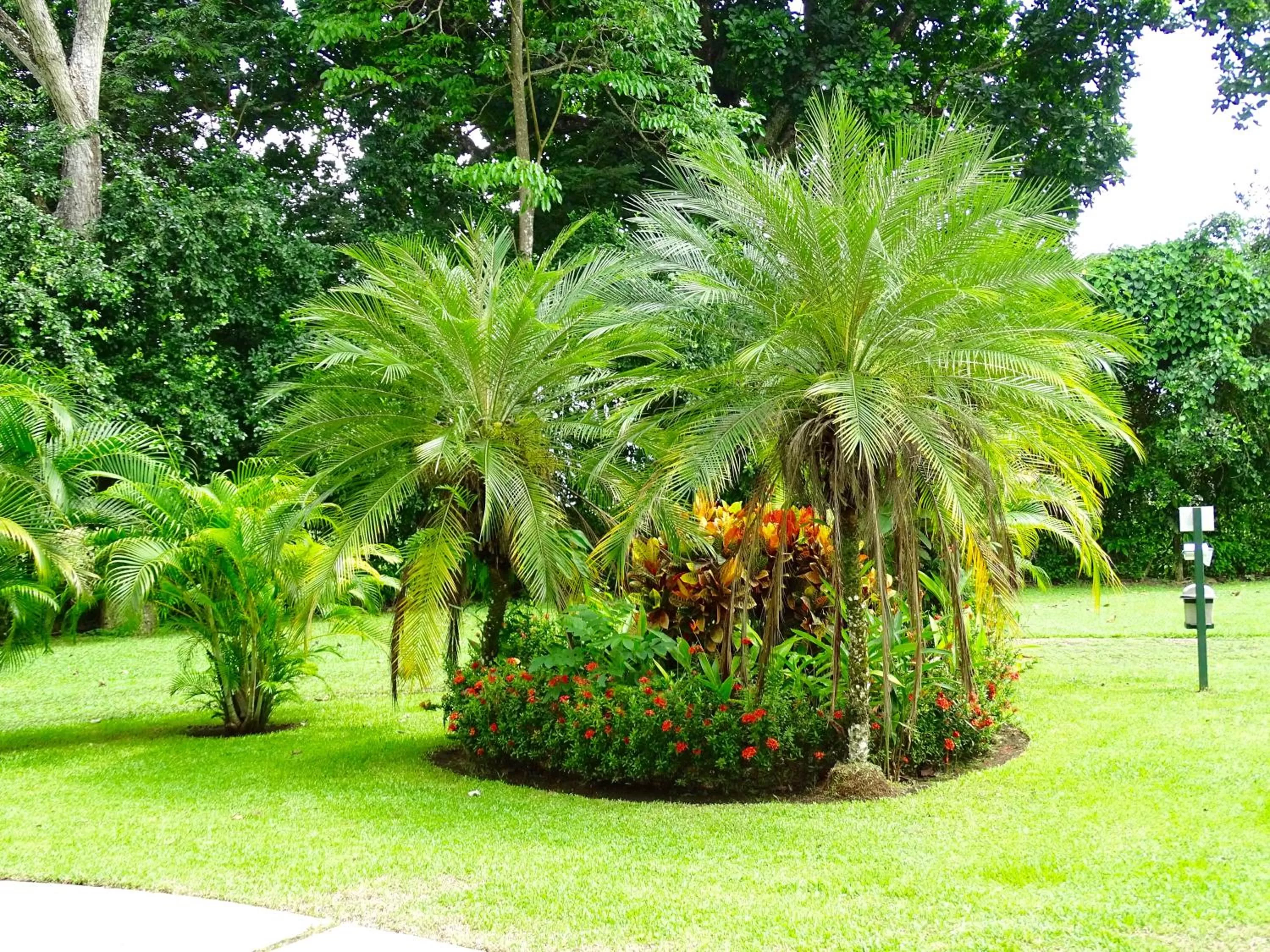 Garden in Jaco Beach Condos