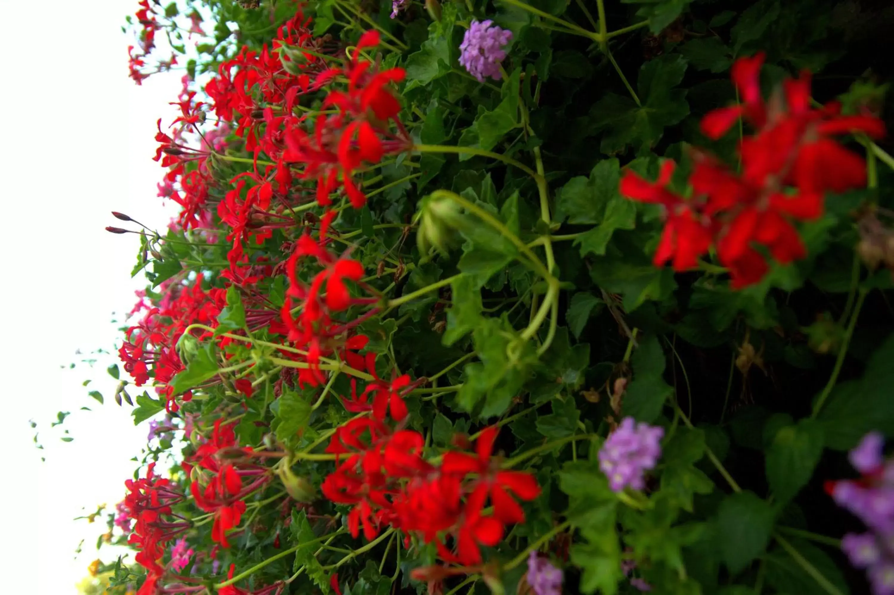 Garden in Torre Archirafi Resort