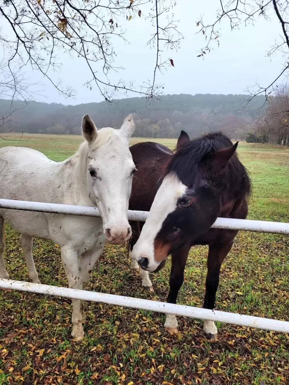 Other Animals in Country Woods Inn