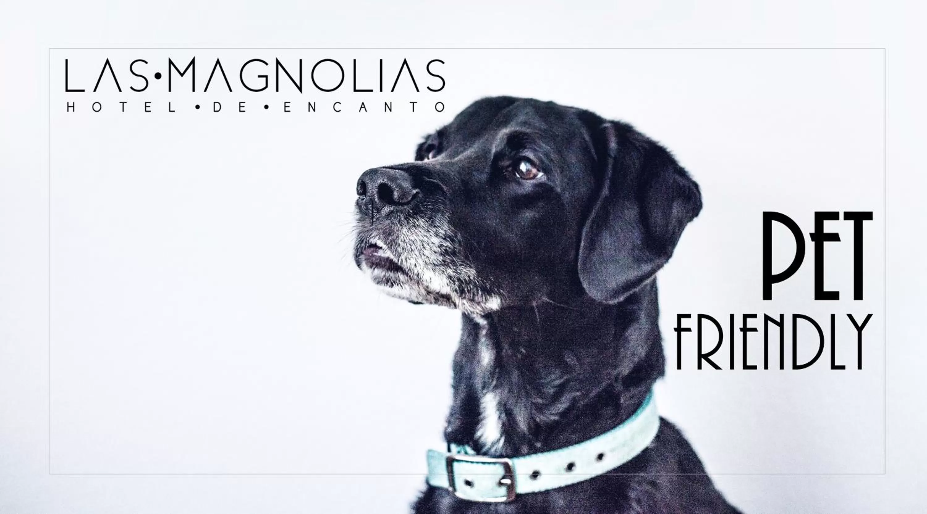 Pets in Las Magnolias Hotel Boutique