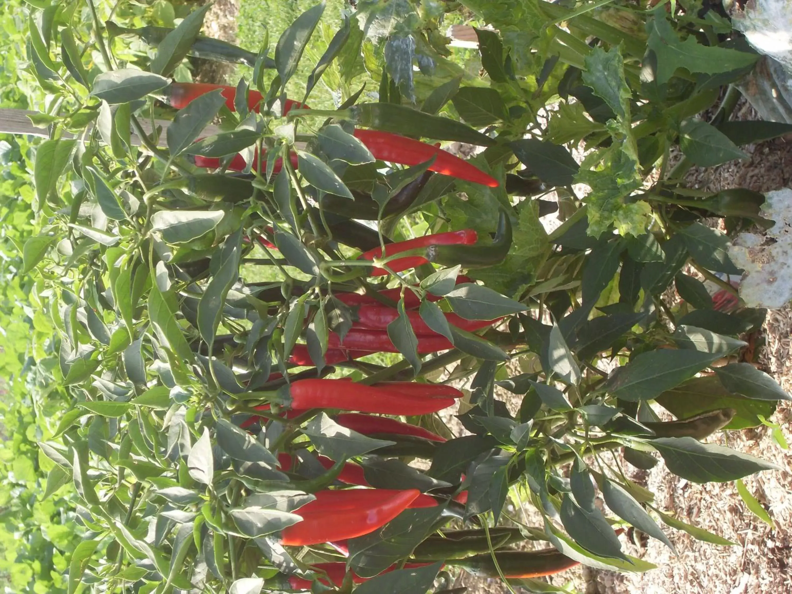 Garden in Chambre d'hôtes Les Bruyères