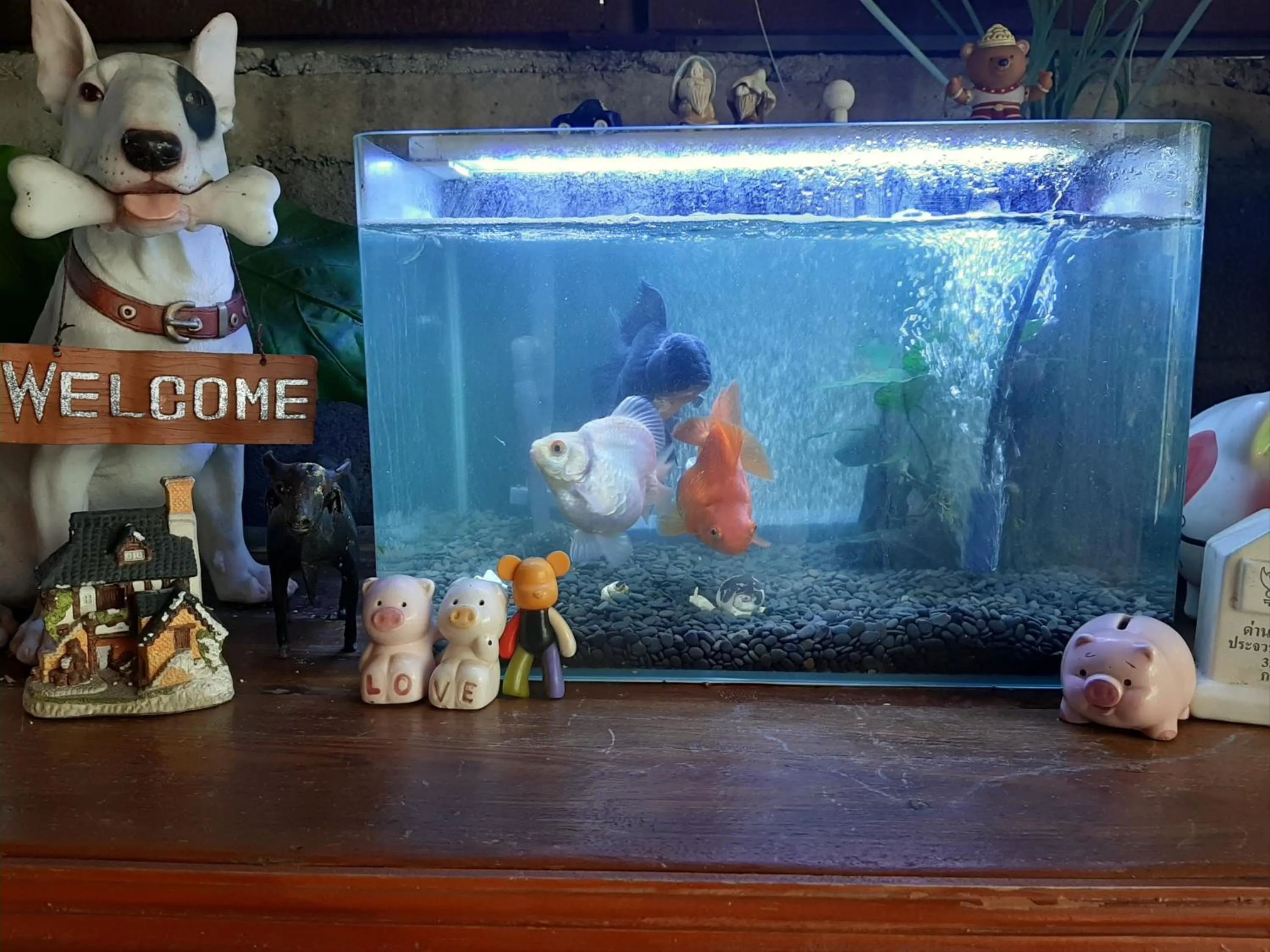 Animals in Vanlisut Hotel Ngamwongwan