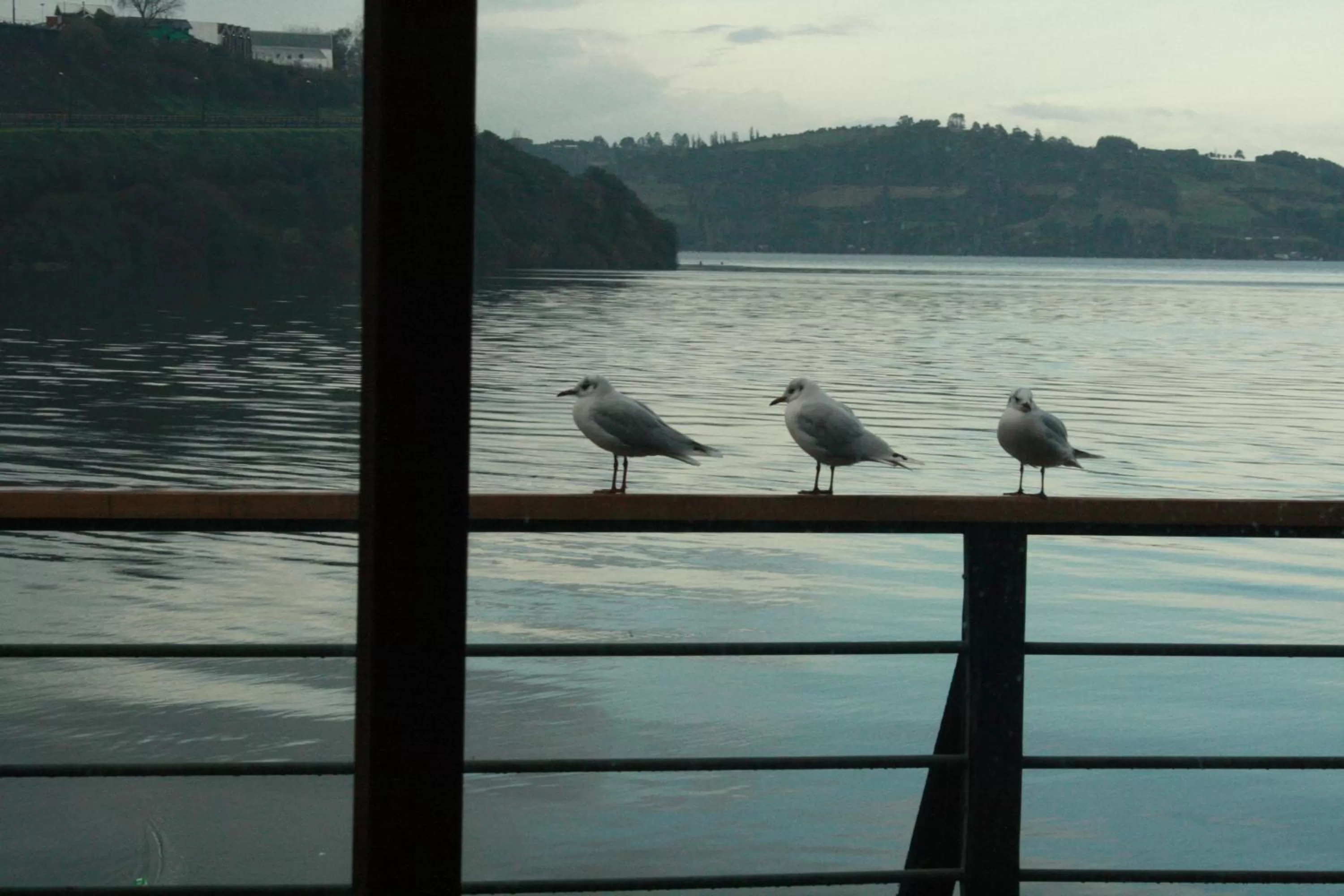 Area and facilities, Other Animals in Palafito 1326 Hotel Boutique Chiloé
