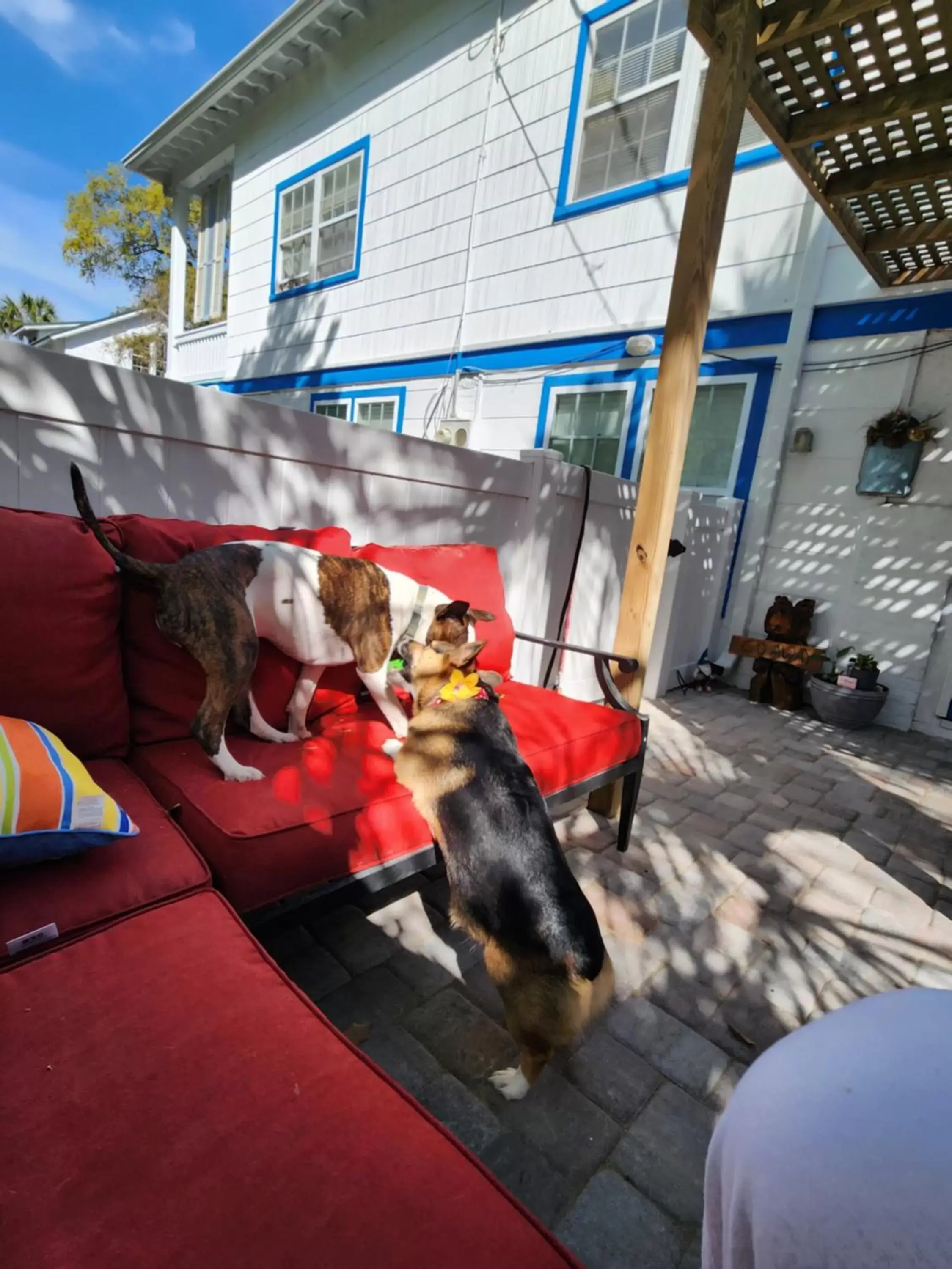 Pets in Tybee Island Inn Bed & Breakfast