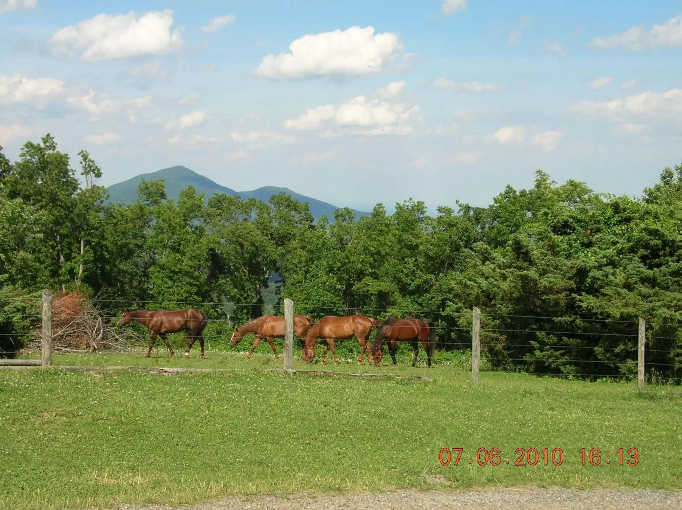 Natural landscape, Other Animals in Bent Mountain Lodge Bed And Breakfast, Inc.