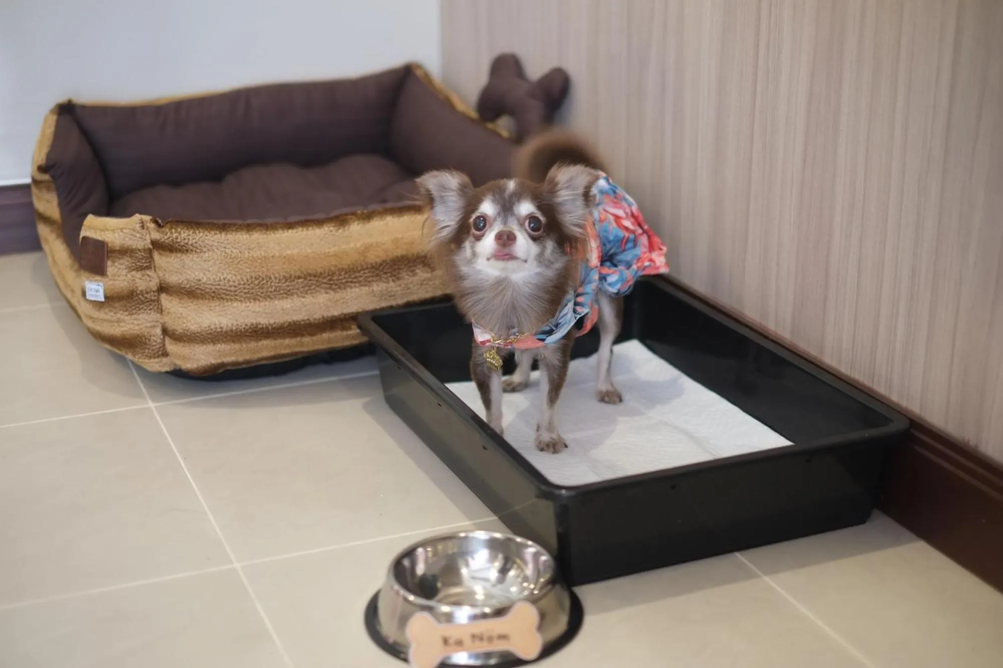 Pets in Grand Mercure Bangkok Asoke Residence
