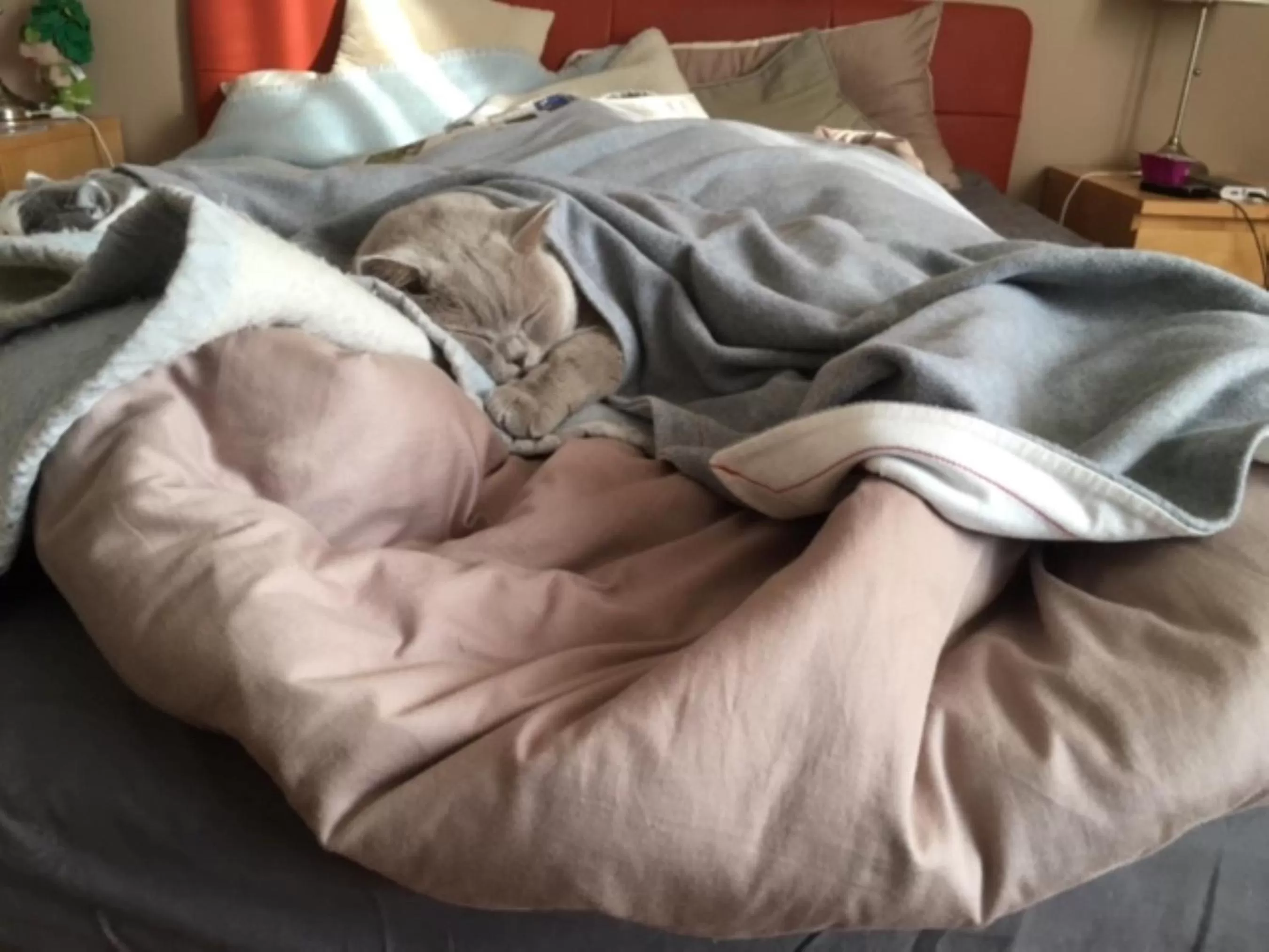 Pets, Bed in Hotel Mrak