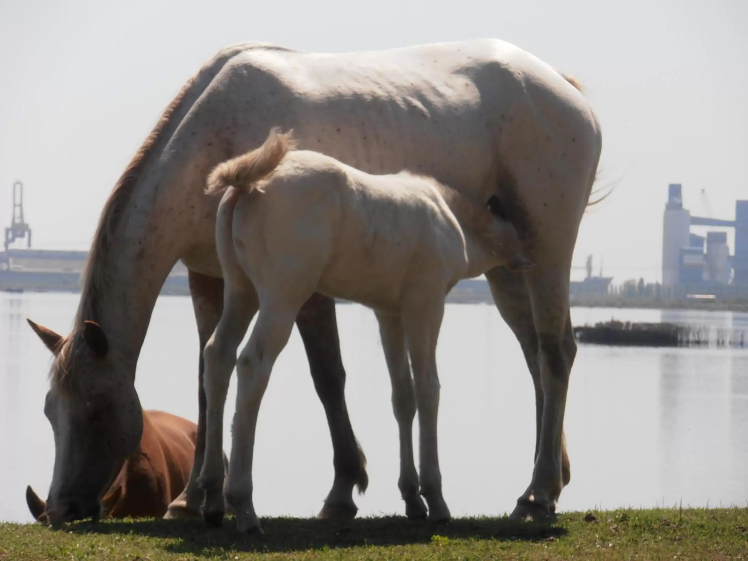 Other Animals in B&B Amici Miei