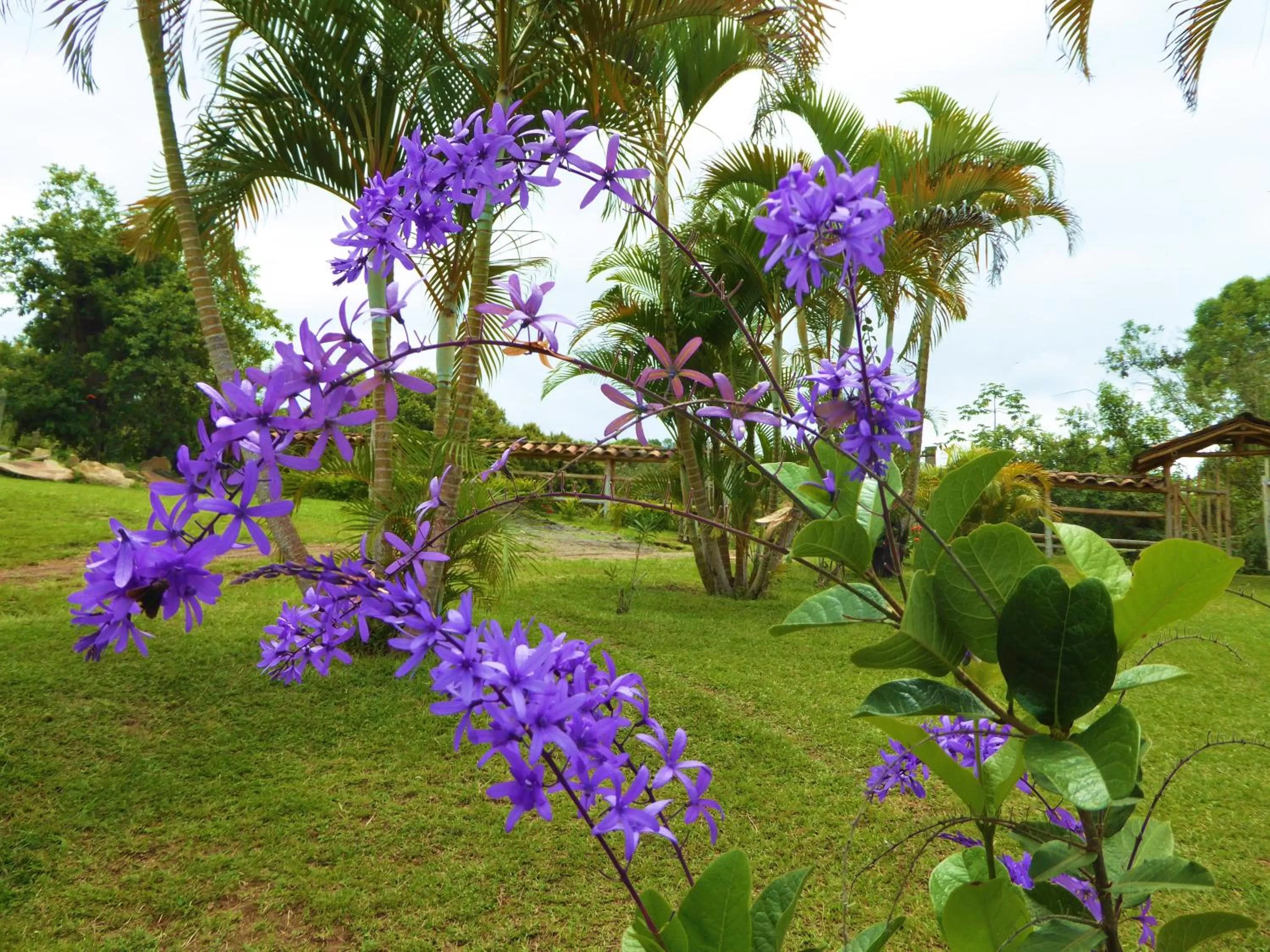 Garden in Finca El Cielo